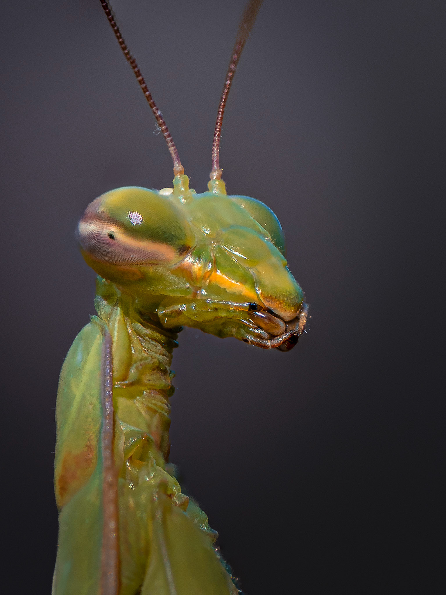 Mante religieuse - Mantis religiosa - Praying mantis