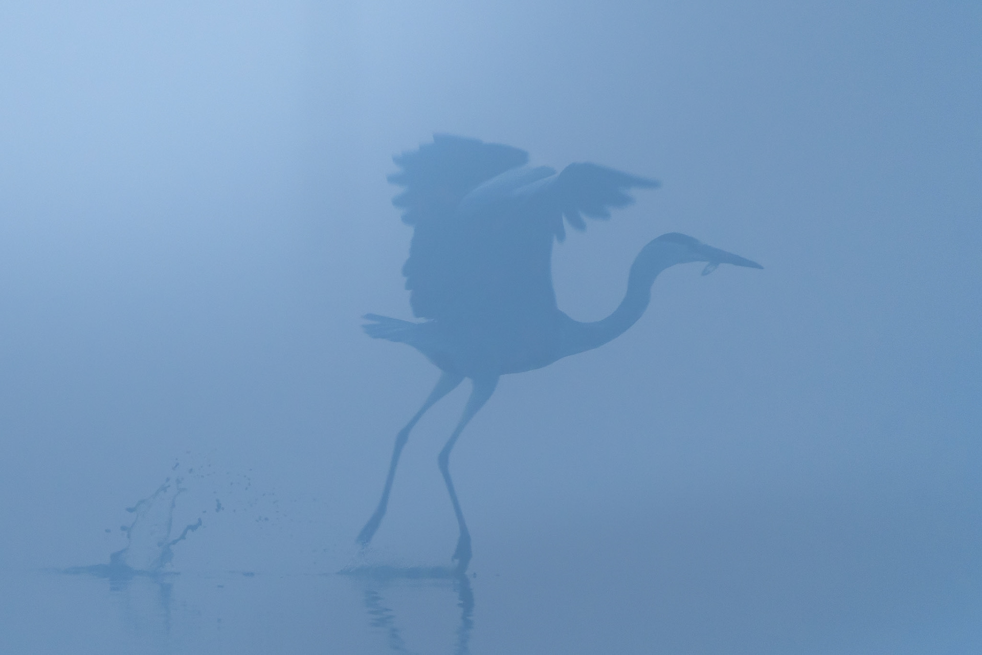 Héron cendré - Ardea cinerea - Grey heron