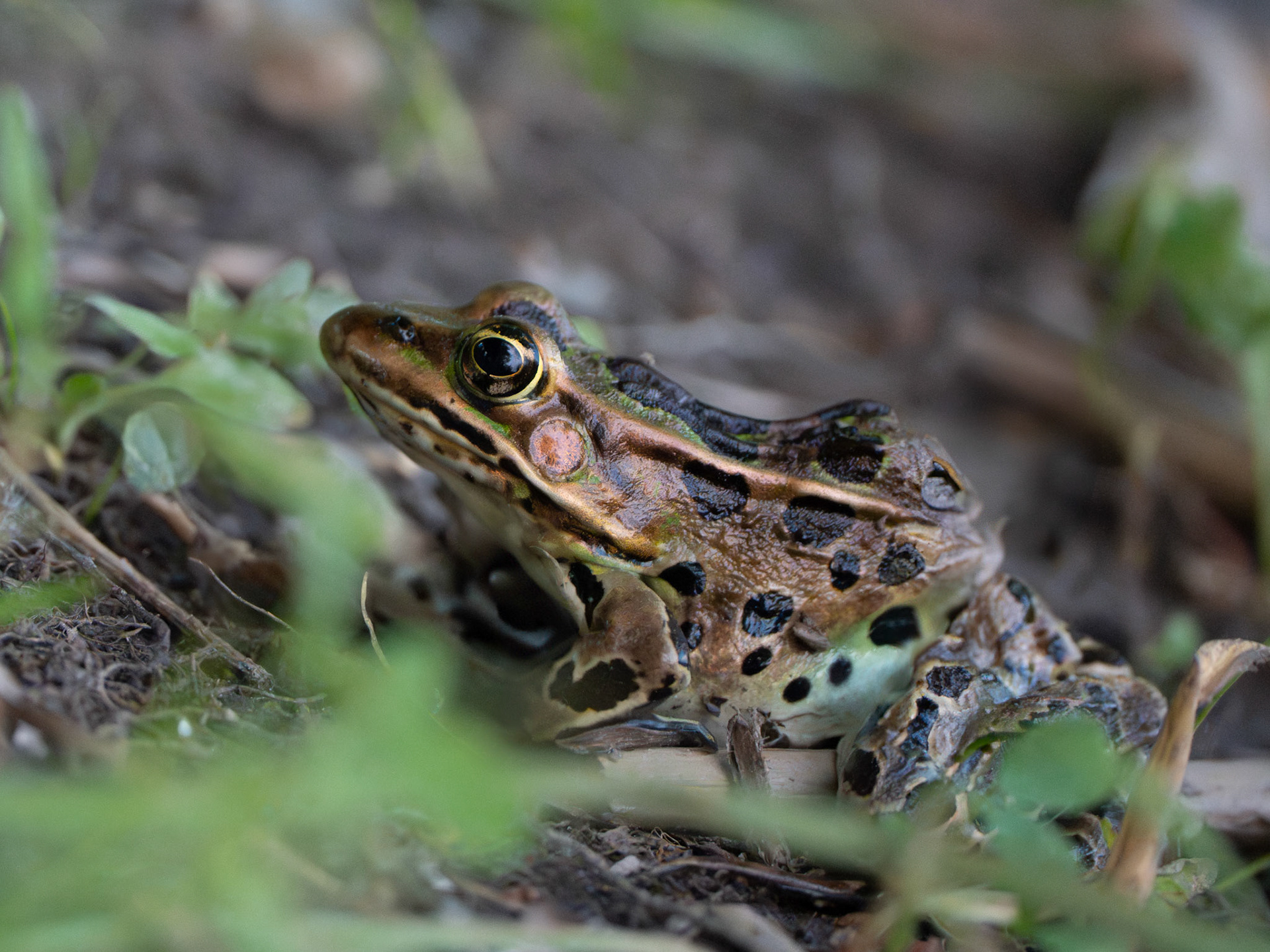 Grenouille léopard - Lthobates pipiens - Northern Leopard Frog