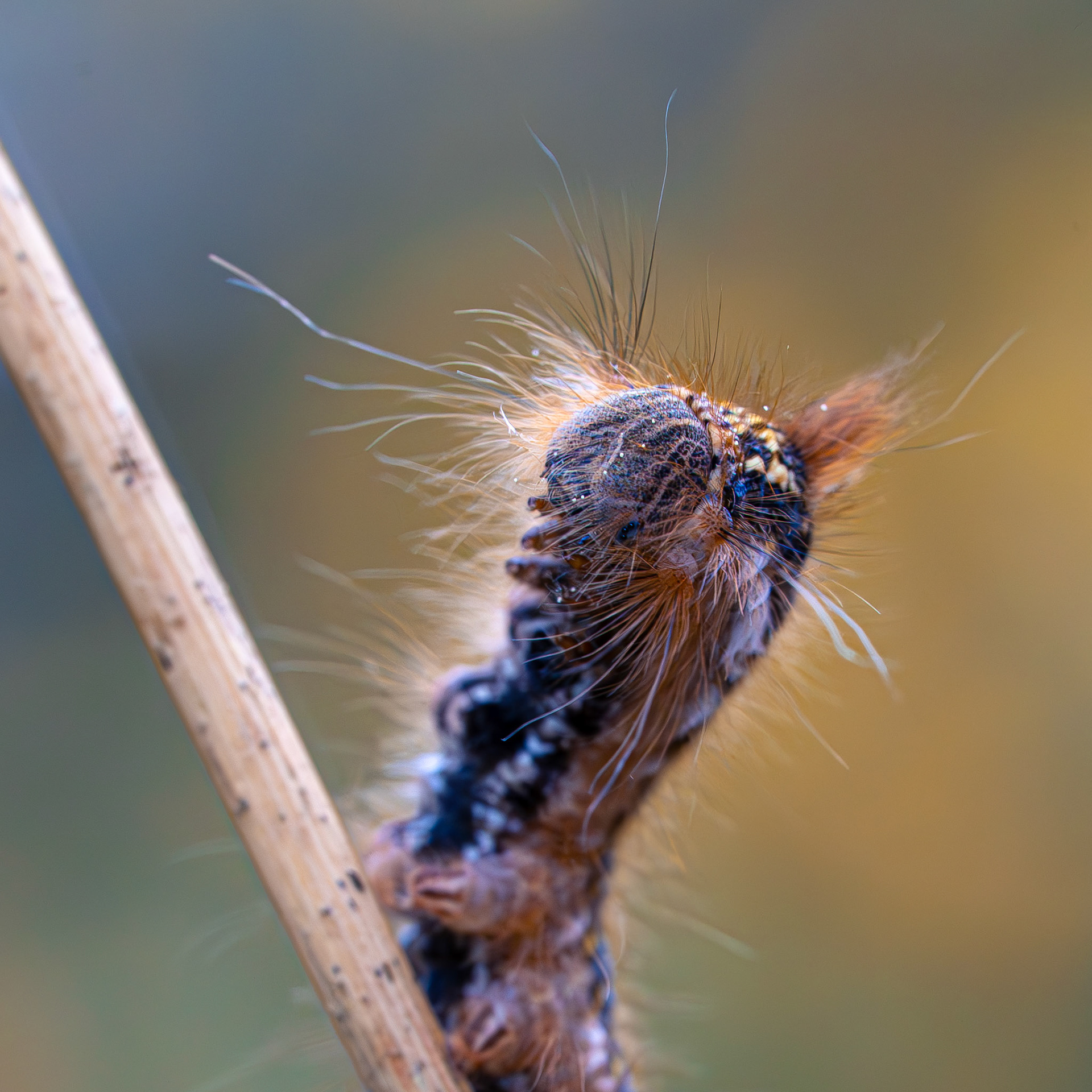 Buveuse - Euthrix potatoria - Drinker