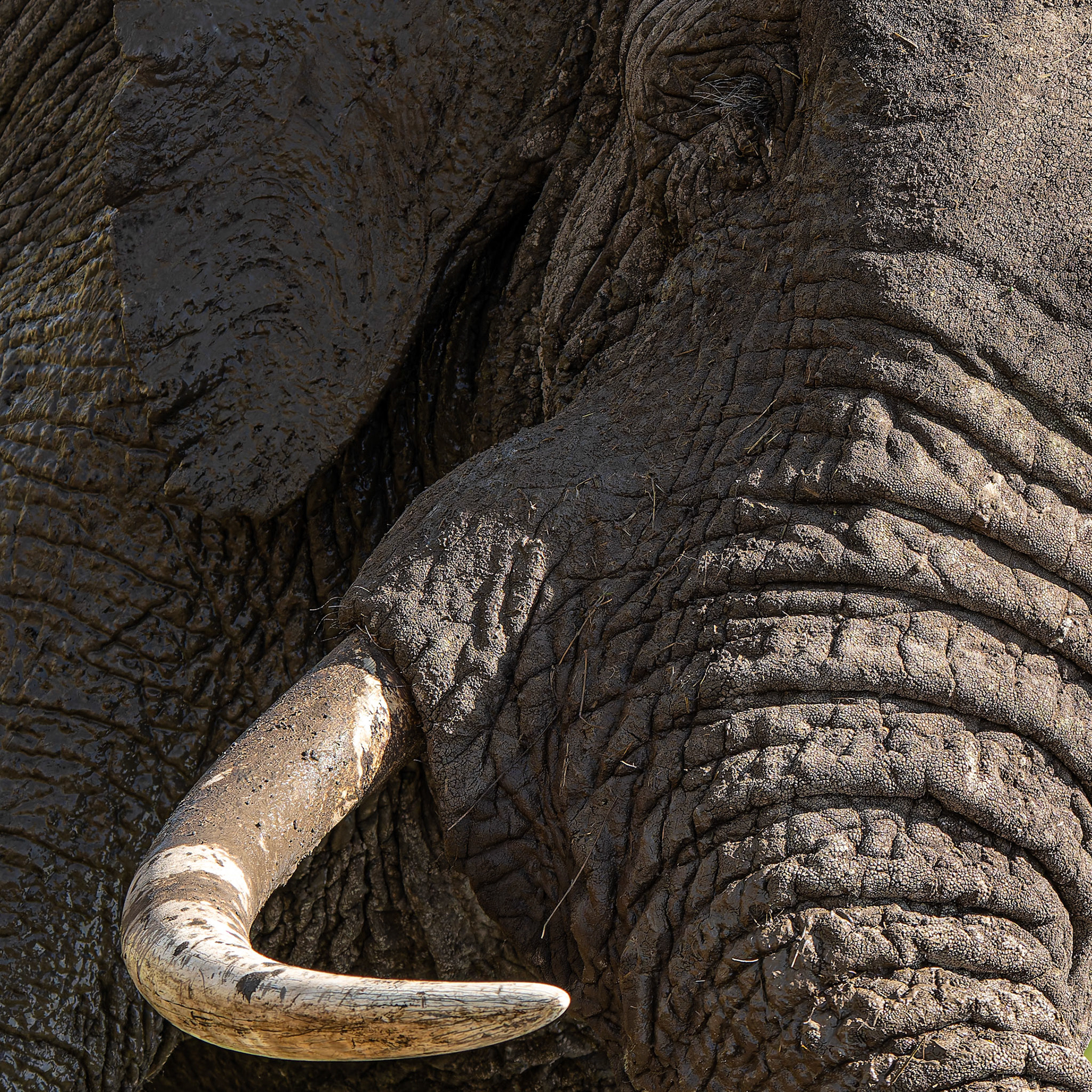 Elephant d'Afrique - Loxodonta africana - Aican elphant