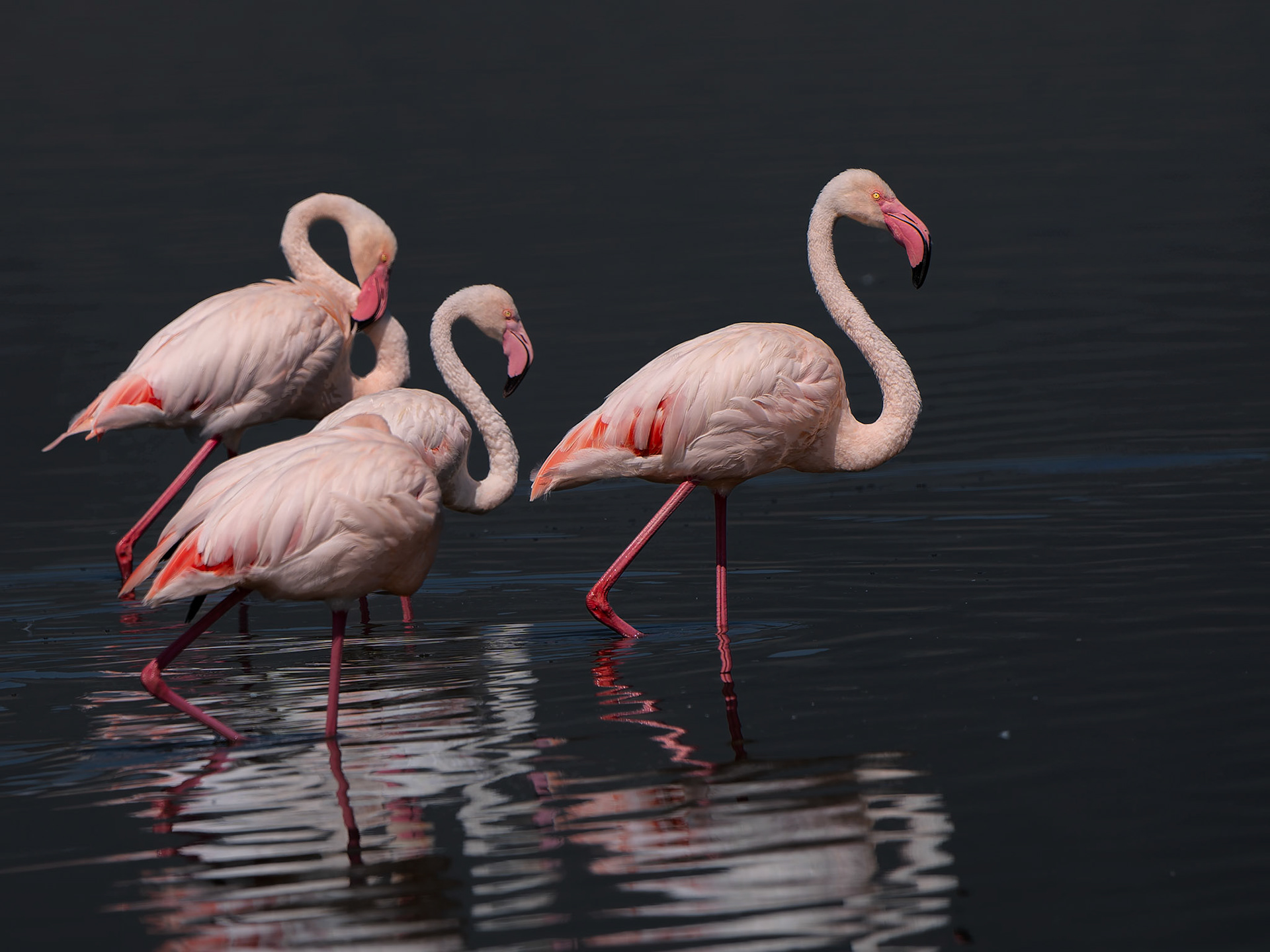 Flamant nain - Phoeniconaias minor - Lesser flamingo