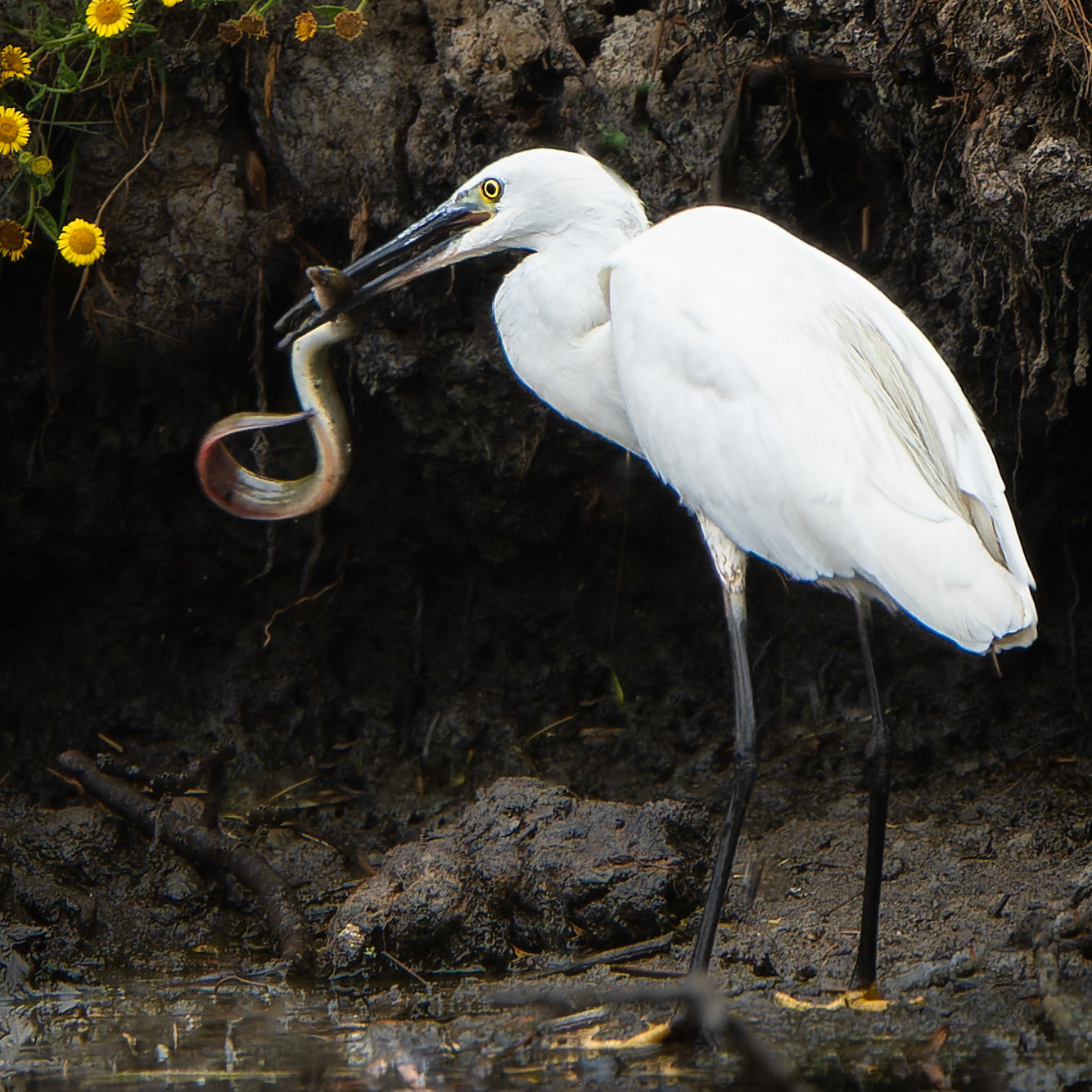 Aigrette garzette - Egretta garzetta - Little egret