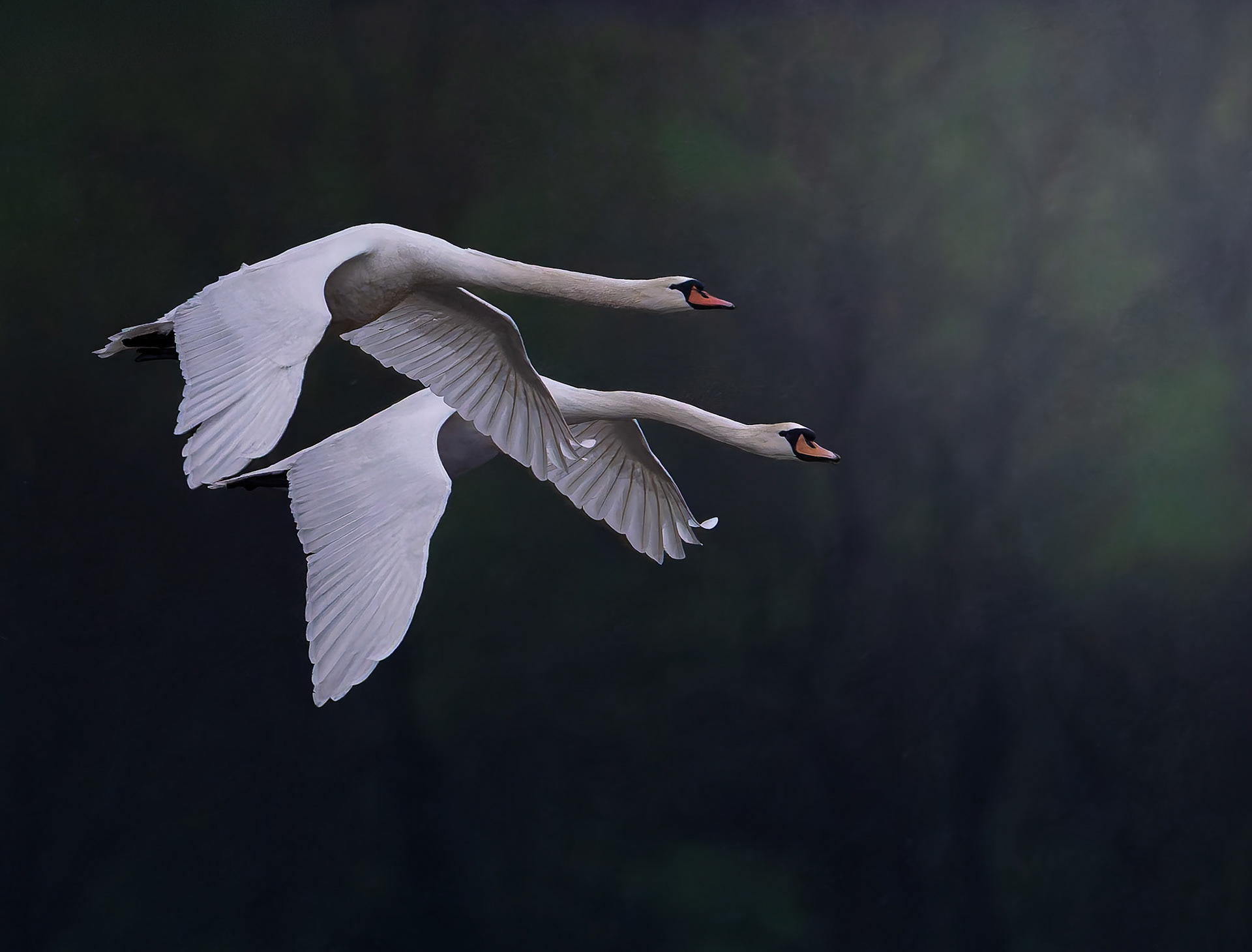 Cygne tuberculé - cygnus olor - Mute swan