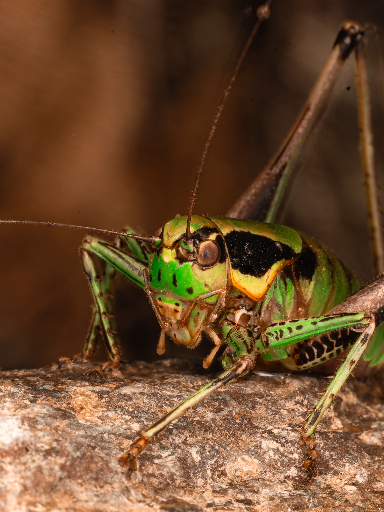 Decticelle splendide /de Corse  - Eupholidoptera chabrieri schmidti = ? Eupholidoptera thyrrenica