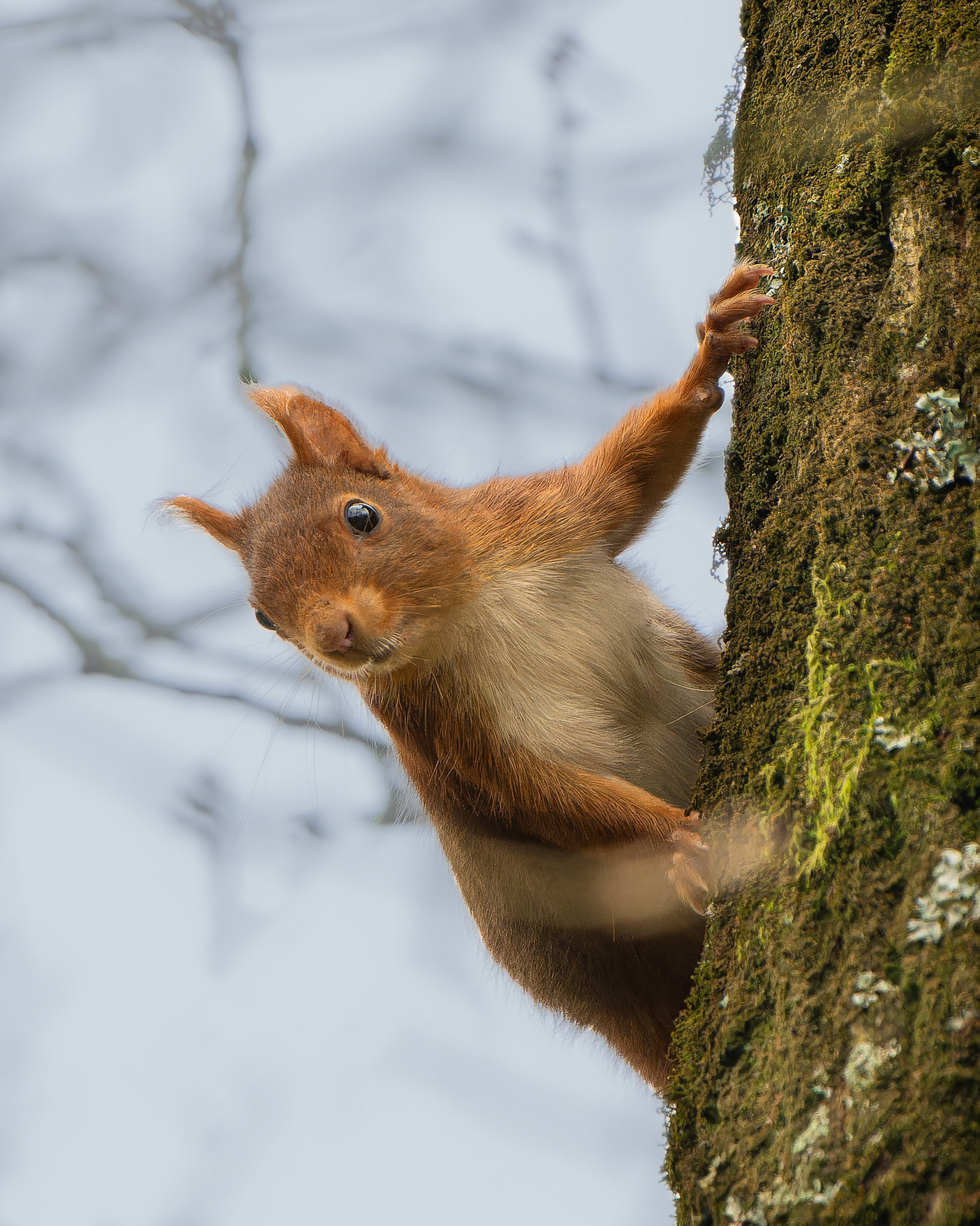 Ecureuil roux - Sciurus vulgaris - Red squirrel