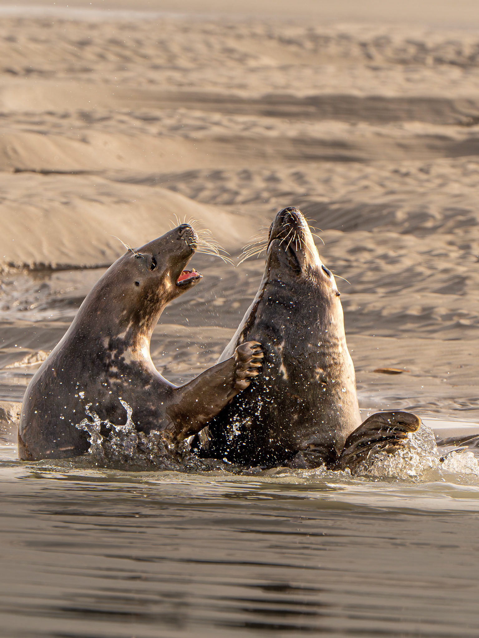 Phoque gris - Halichoerus grypus - Grey seal