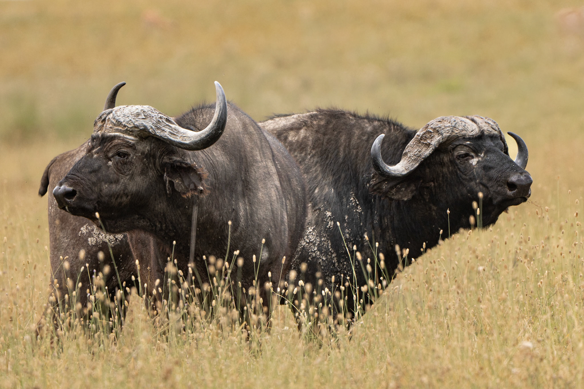 Buffle africain - Syncerus caffer - Cape buffalo