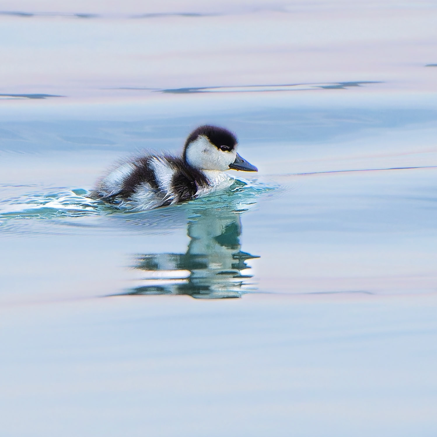 Tadorne de belon - Tadorna tadorna - Common Shelduck