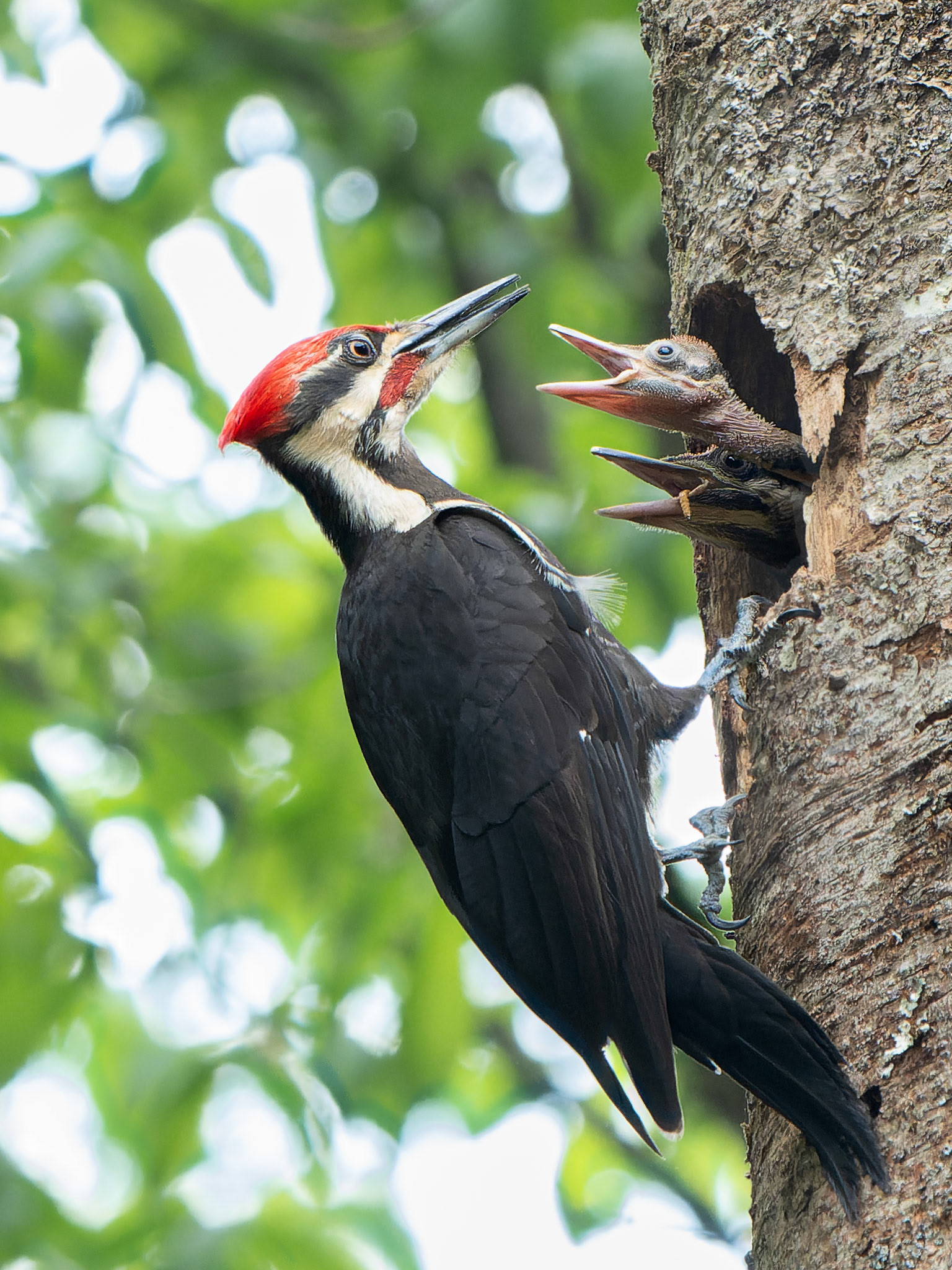 Grand pic - Dryocopus pileatus - Pileated woodpecker