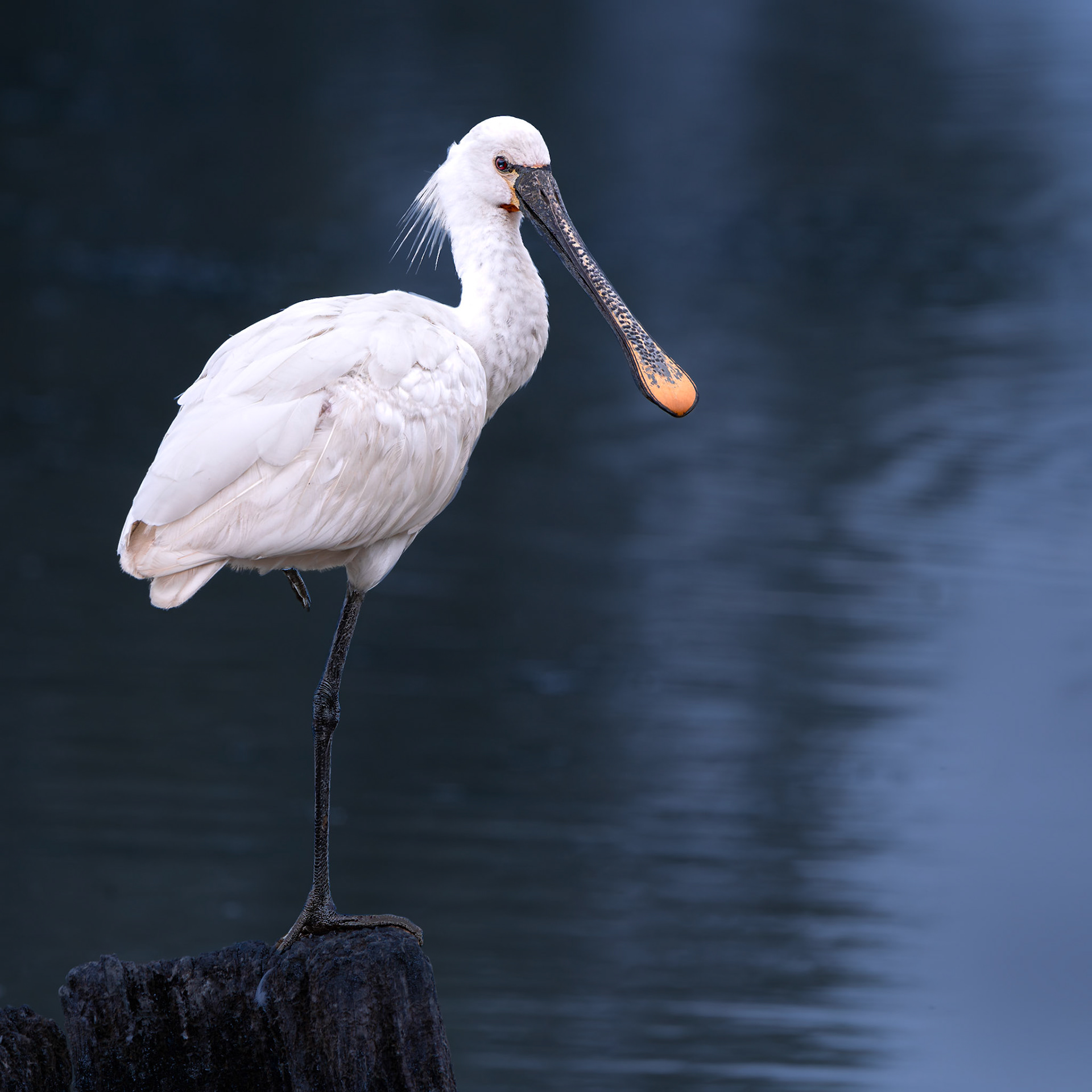 Spatule blanche  - Platalea leucorodia - Eurasian Spoonbill