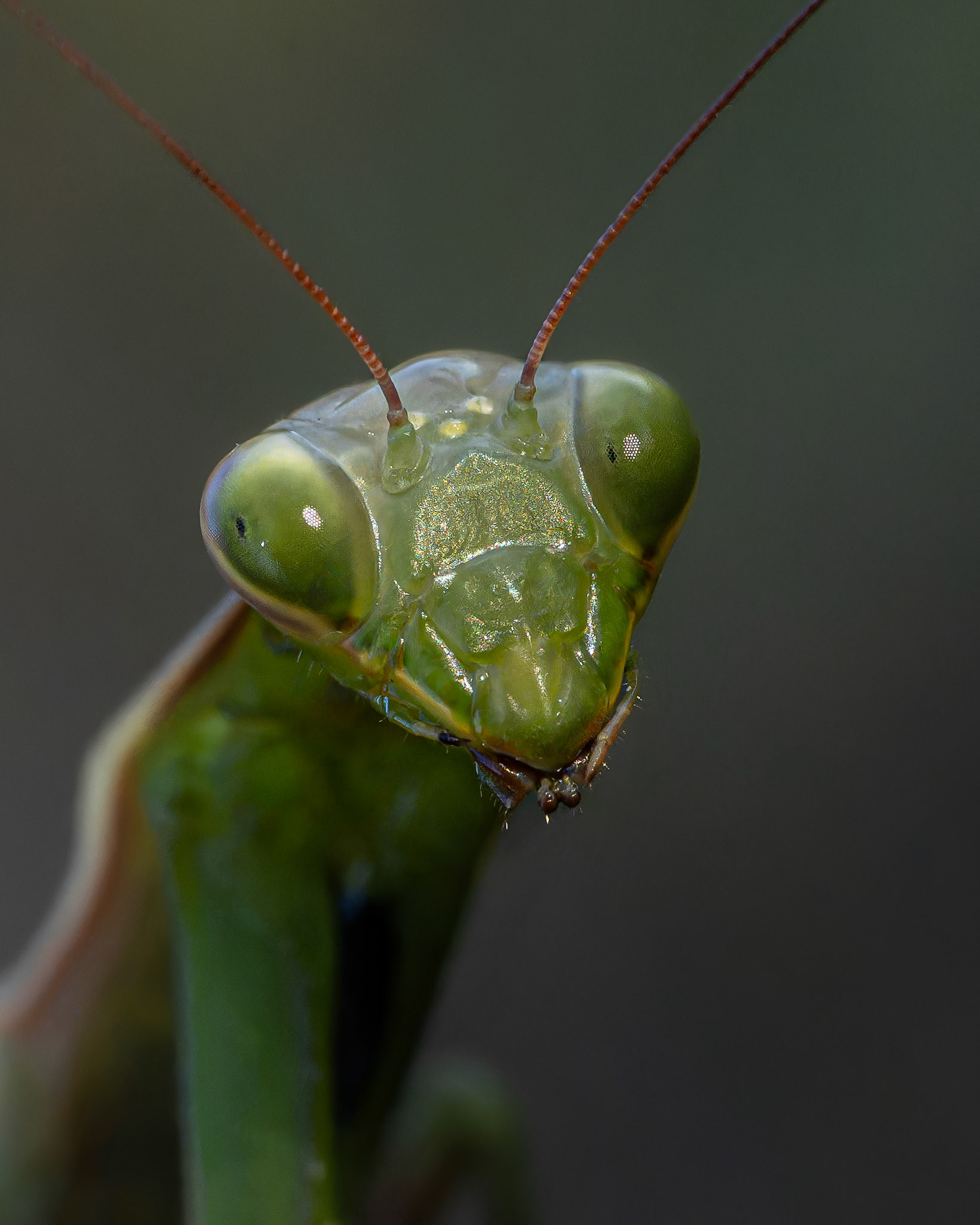 Mante religieuse - Mantis religiosa - European mantis