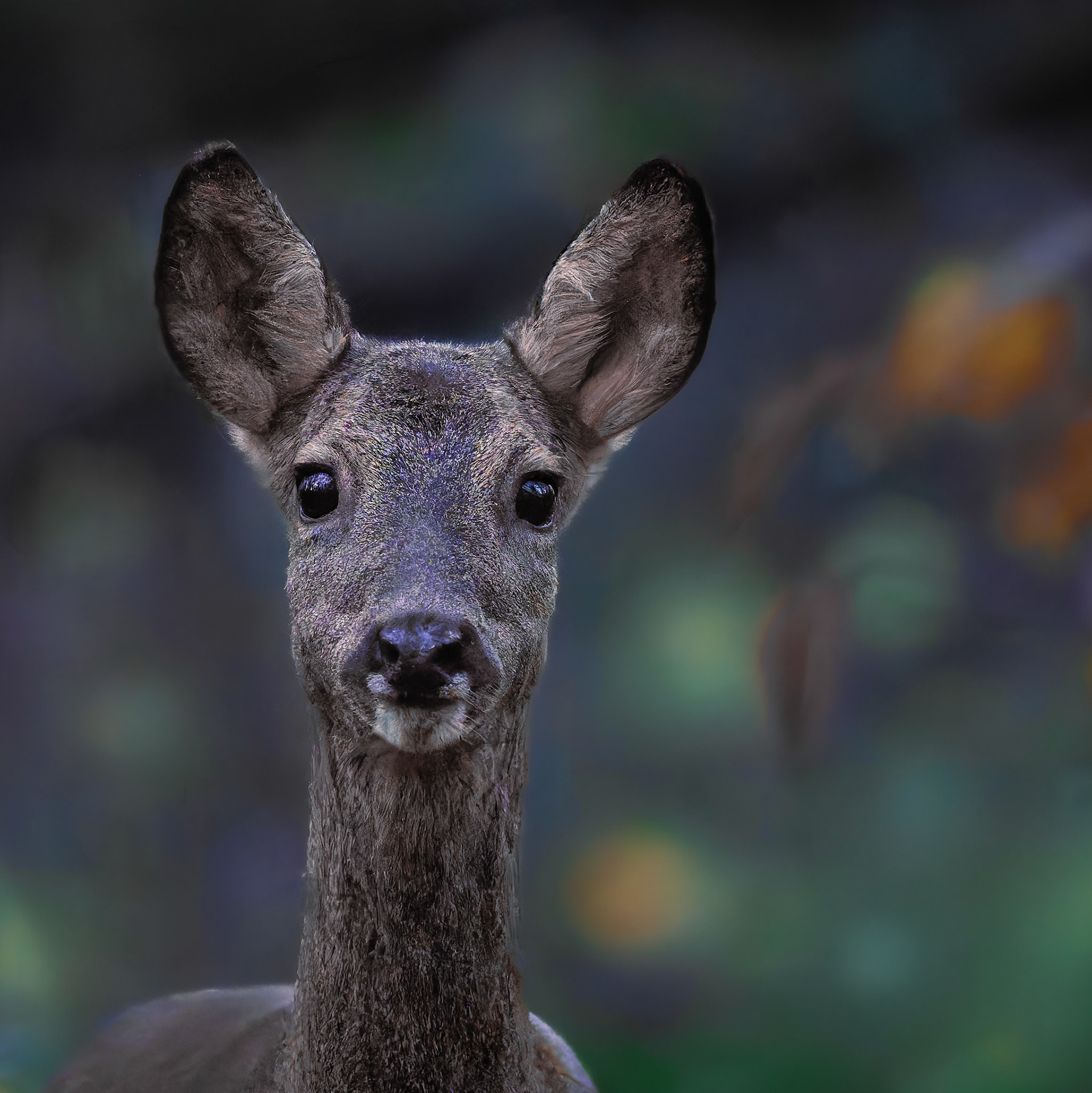 Chevrette - Capreolus capreolus -Roe deer