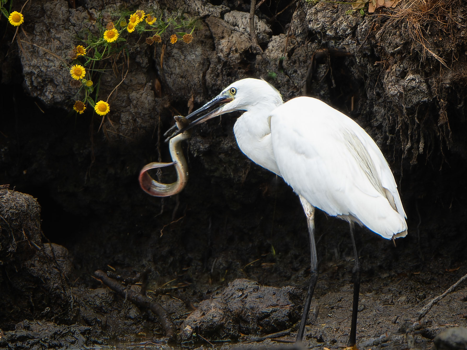 Aigrette garzette - Egretta garzetta - Little egret