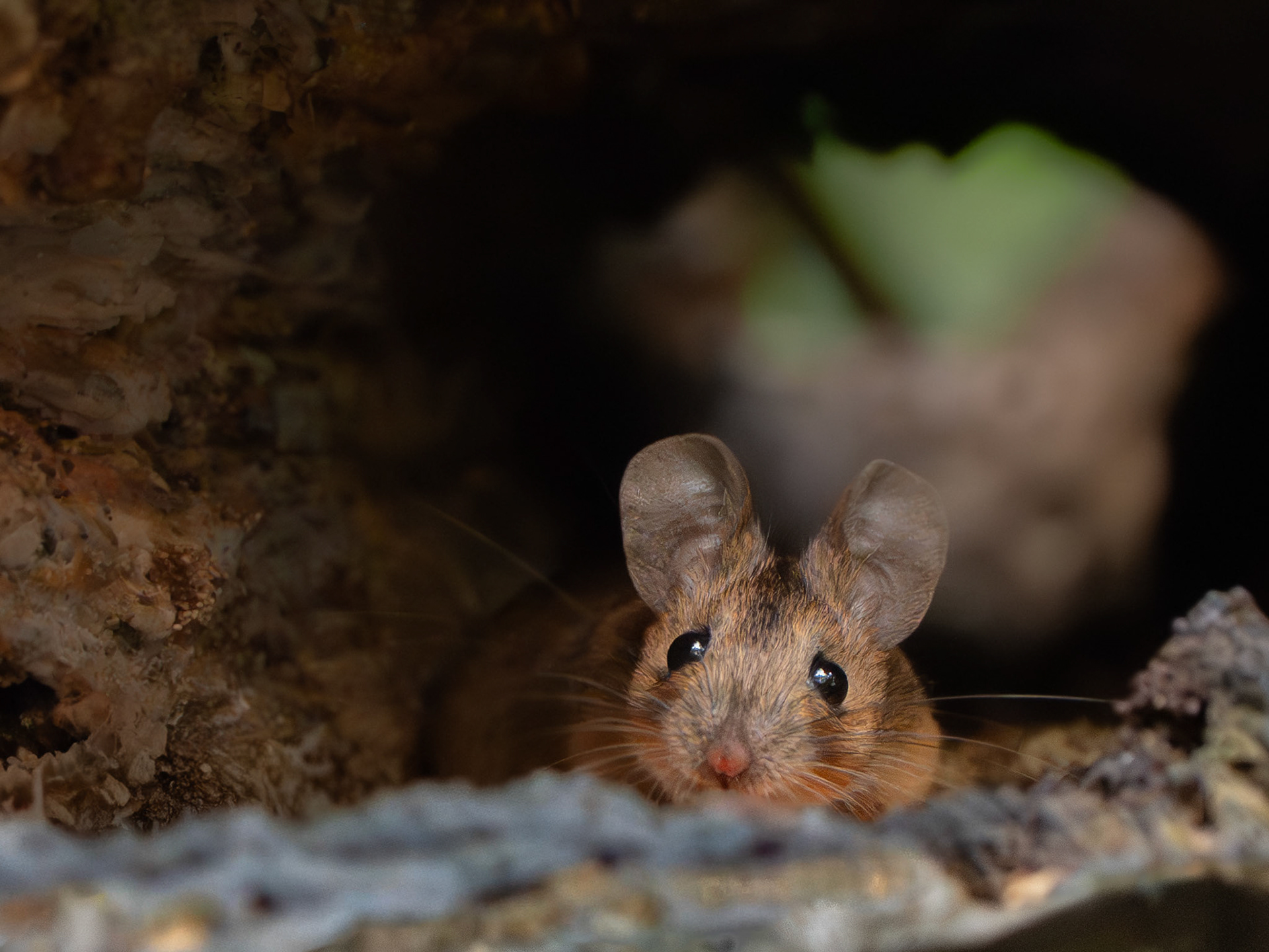 Mulot sylvestre - Mus sylvaticus - Wood mouse