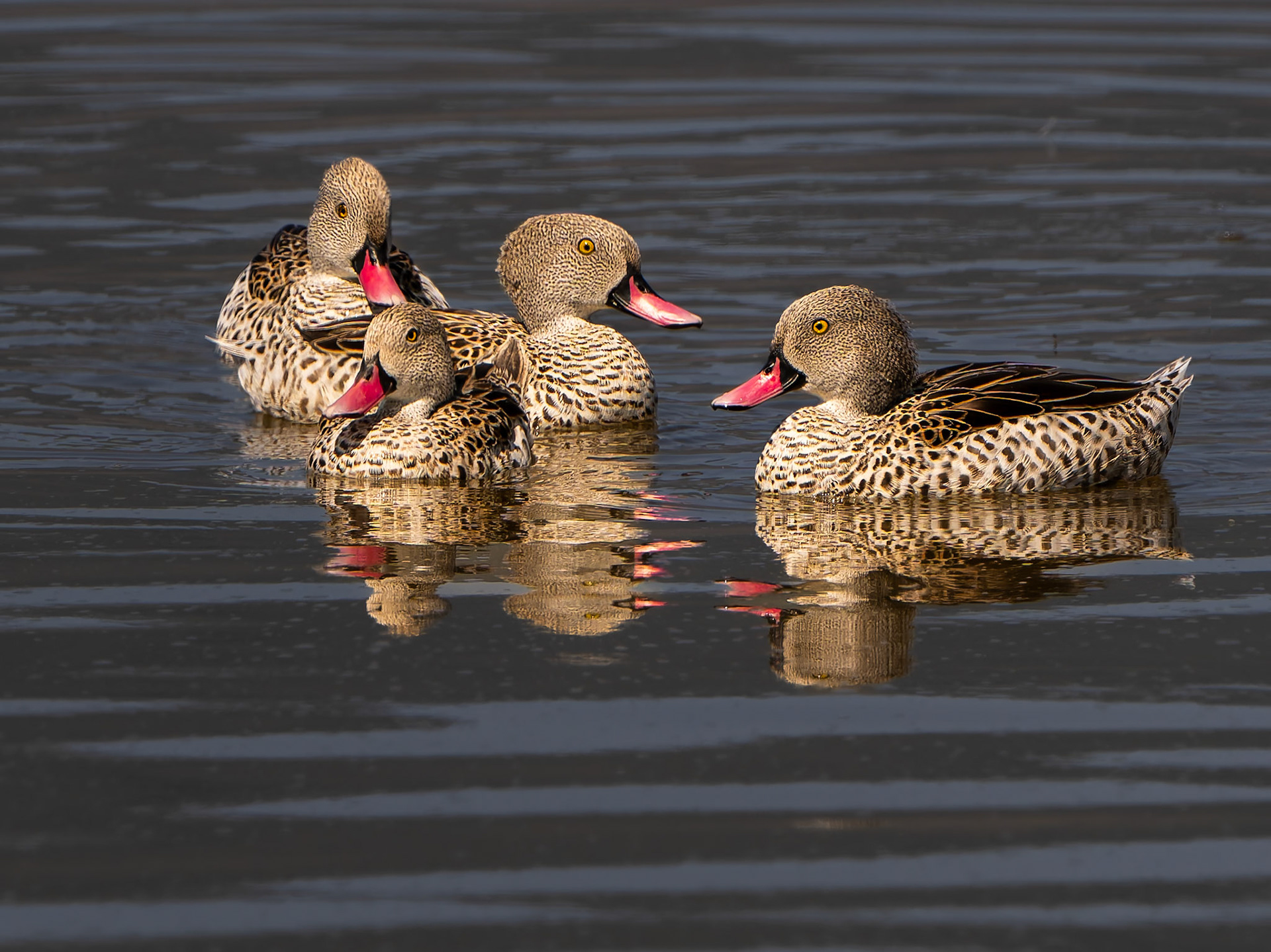 Canard du cap - Anas capensis - Cape teal