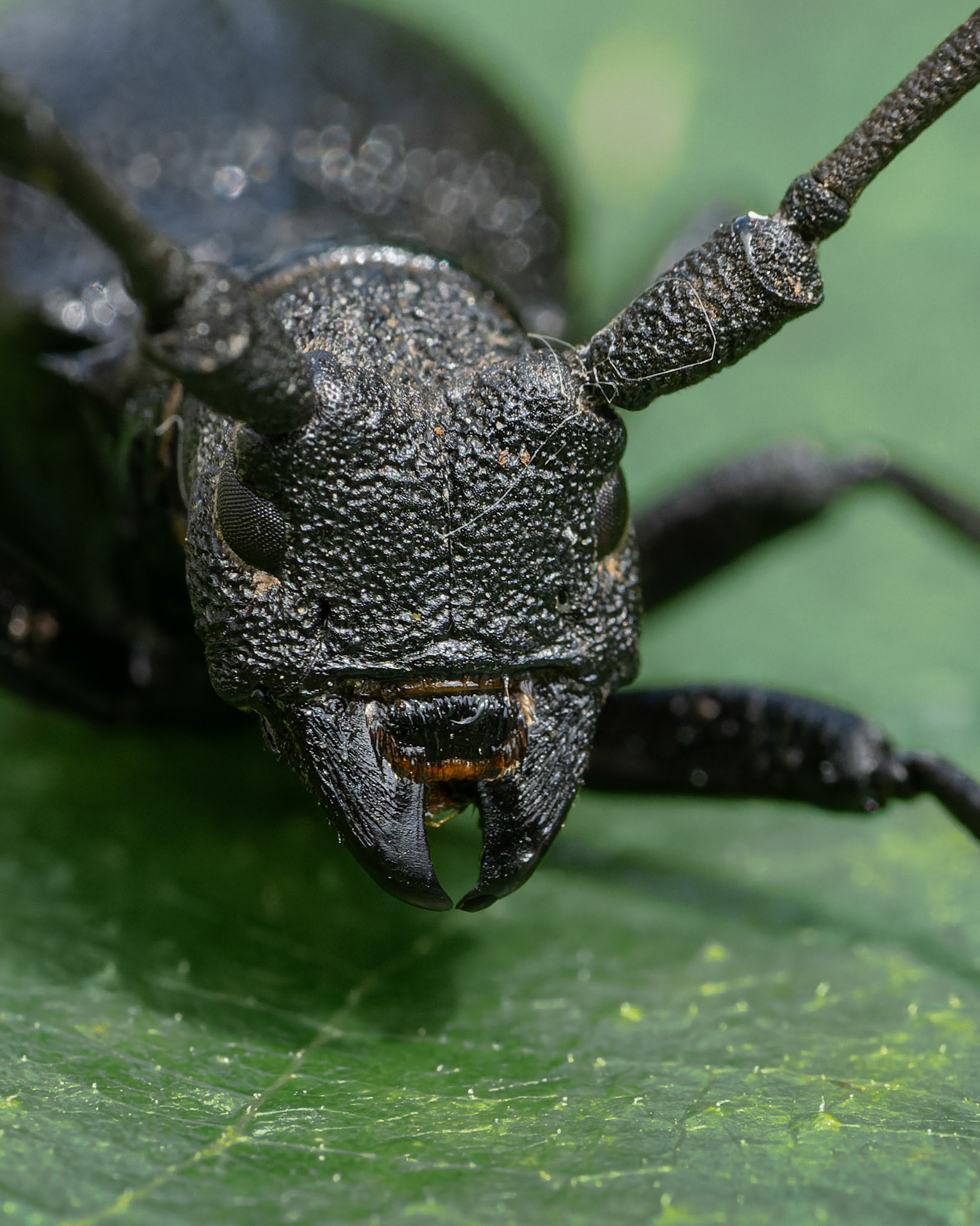 Morime bûcheron  - Morimus asper  - Longhorn beetle