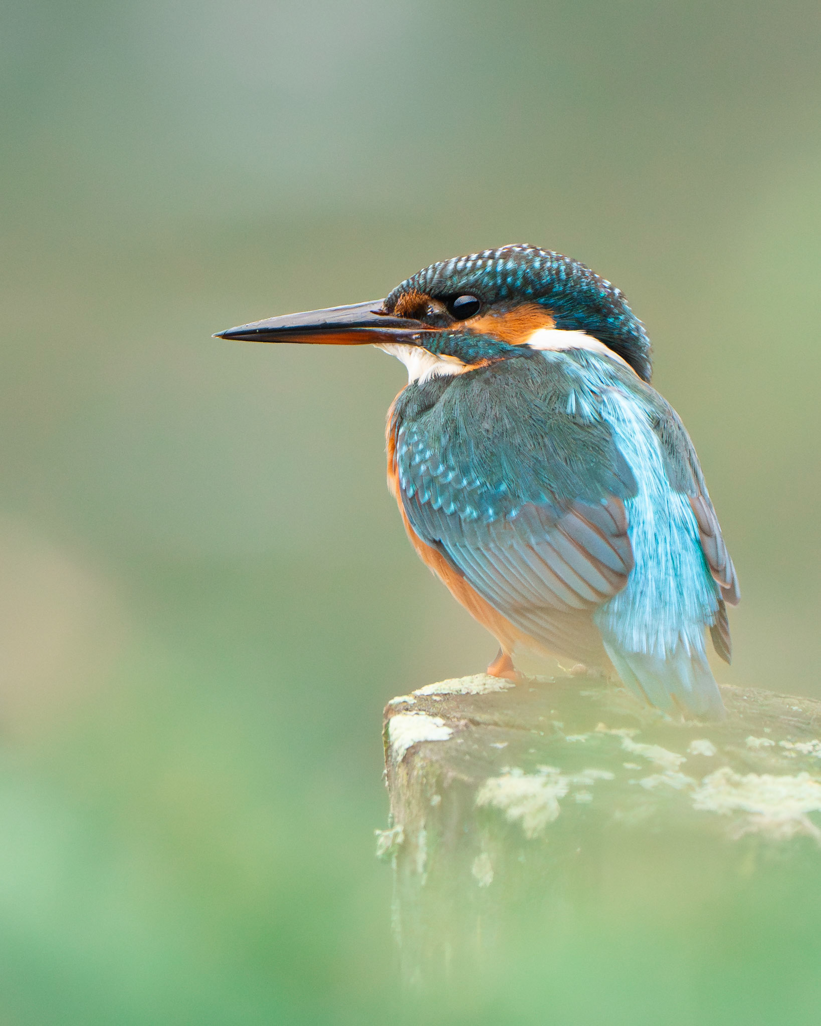 Martin pecheur - Alcedo athis - Kingfisher