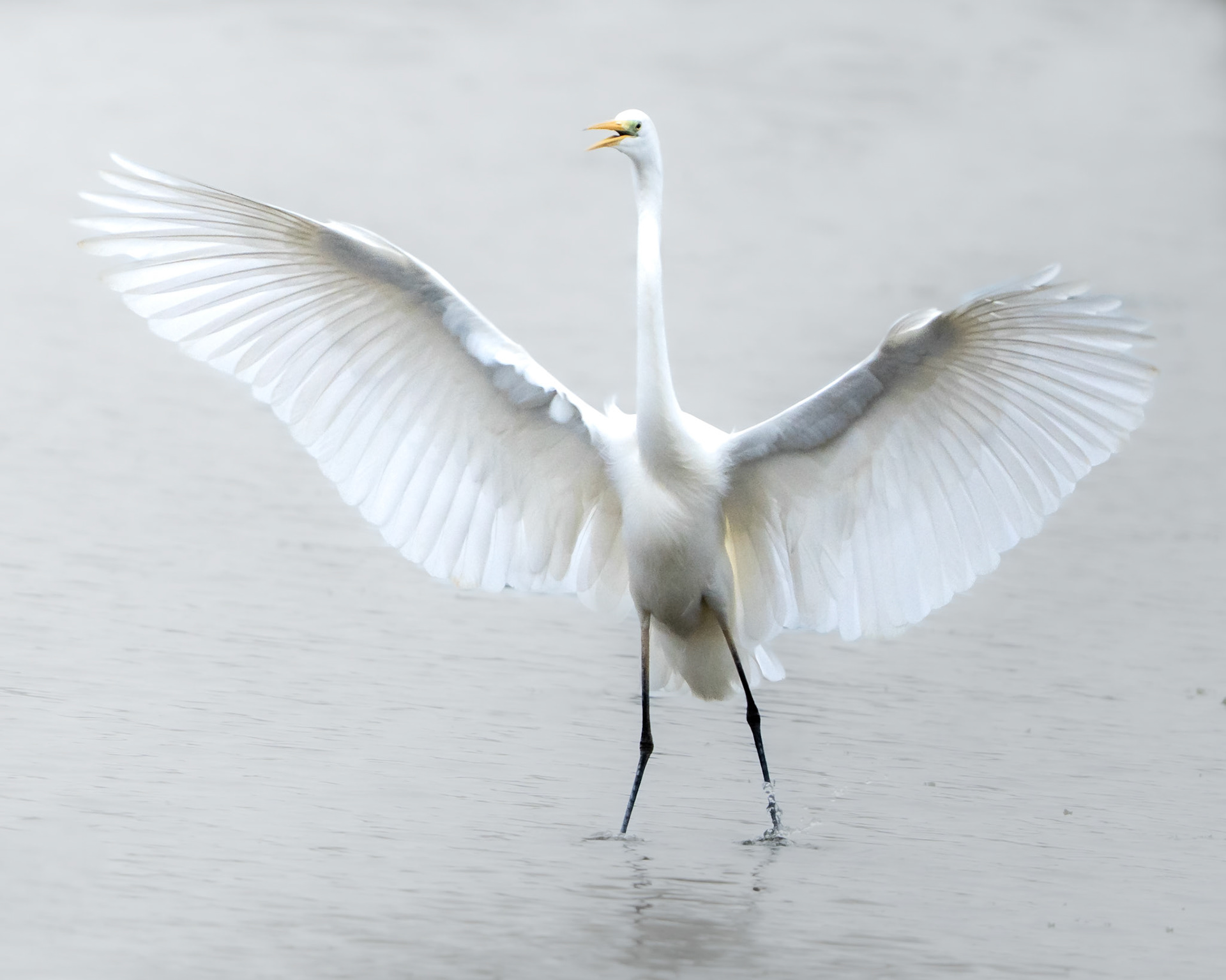Grande aigrette - Ardea alba - Great egret