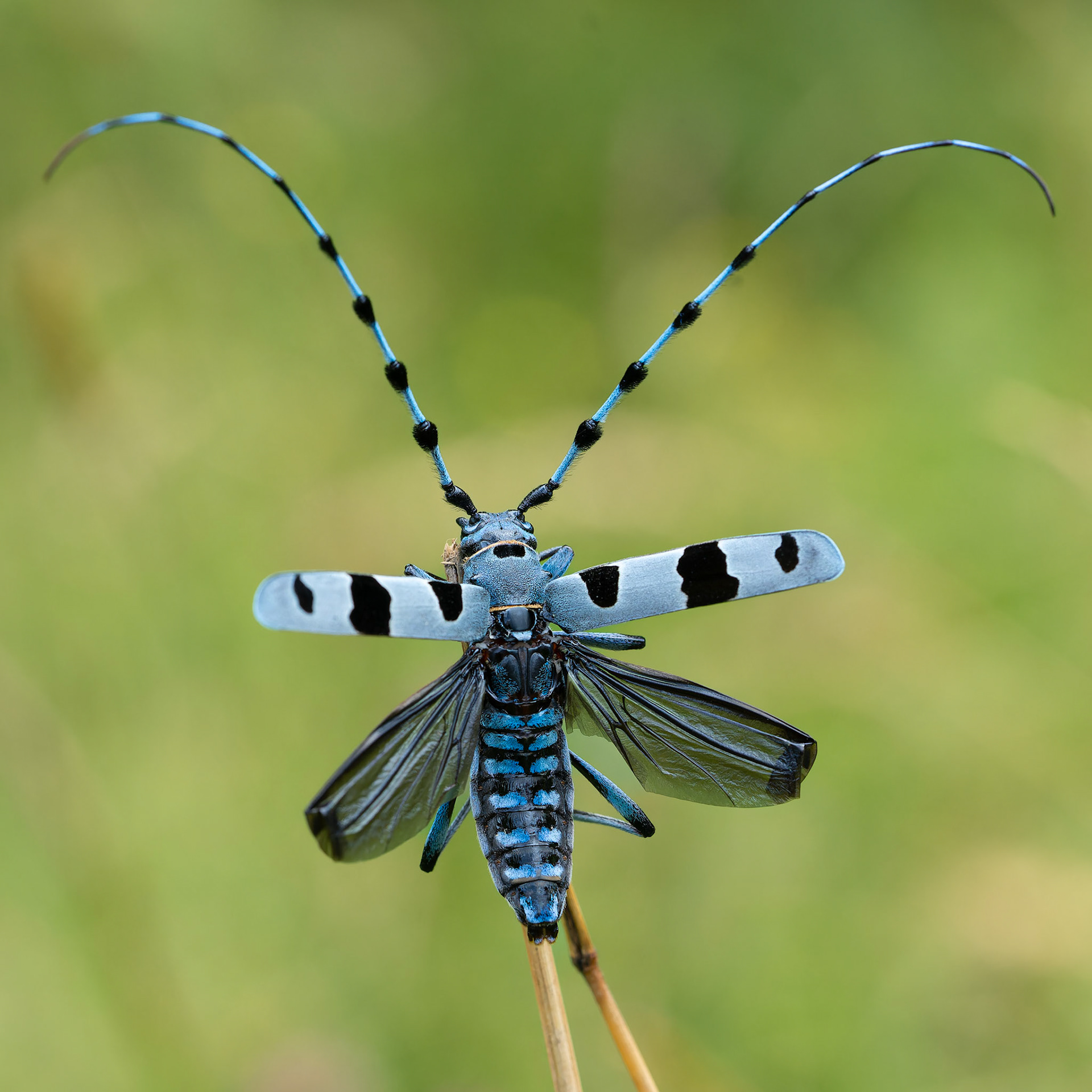 Rosalie des Alpes - Rosalia alpina - Rosalia longicorn