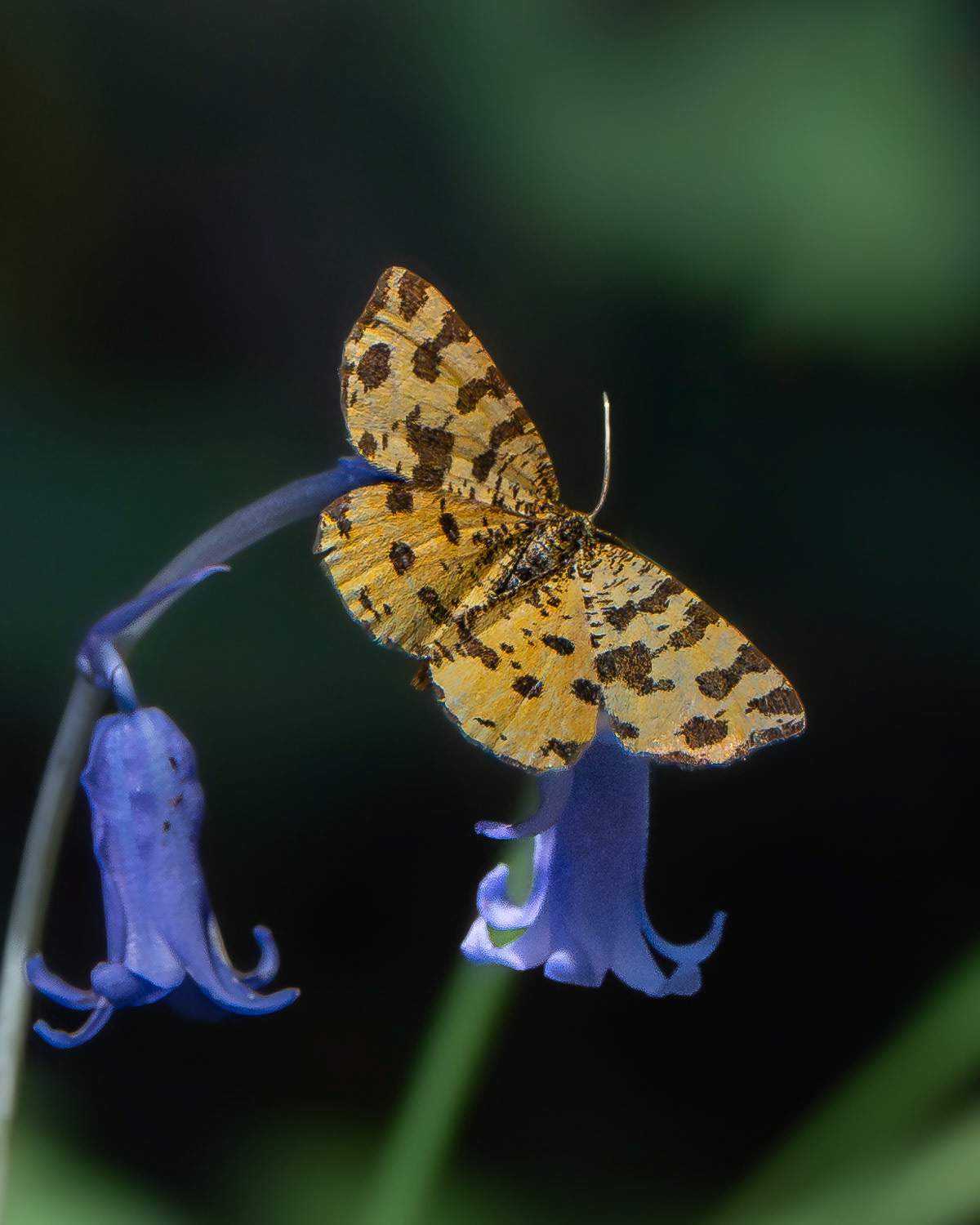 Panthère-Pseudopanthera macularia - Speckled Yellow