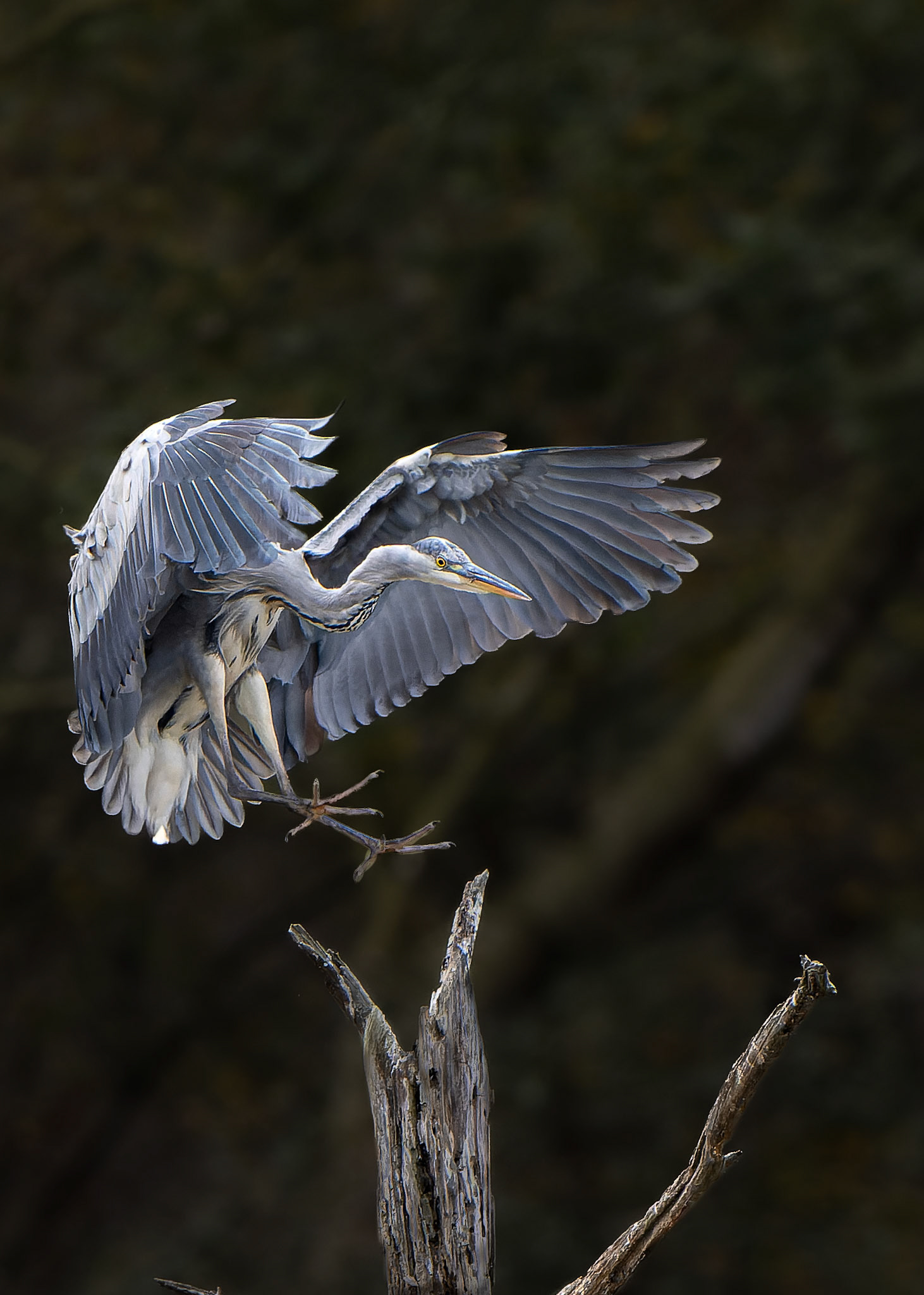 Héron cendré - Ardea cinerea - Grey heron