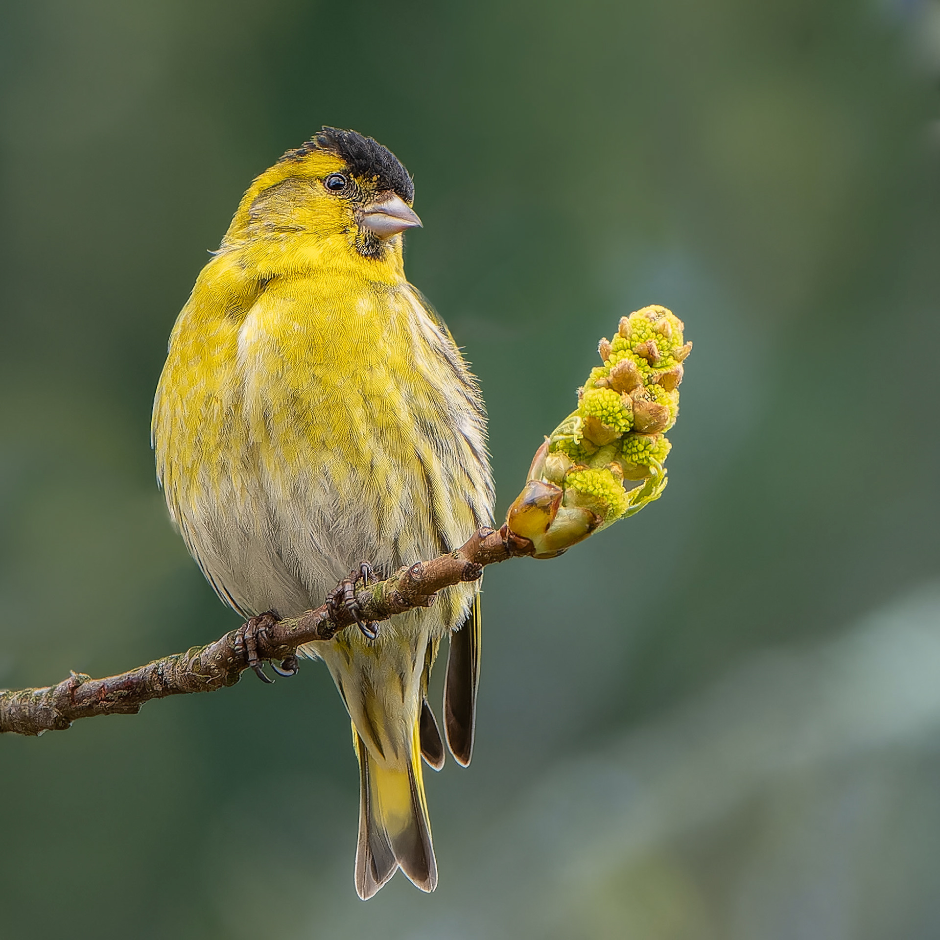 Tarin des aulnes - Spinus spinus - Eurasian Siskin
