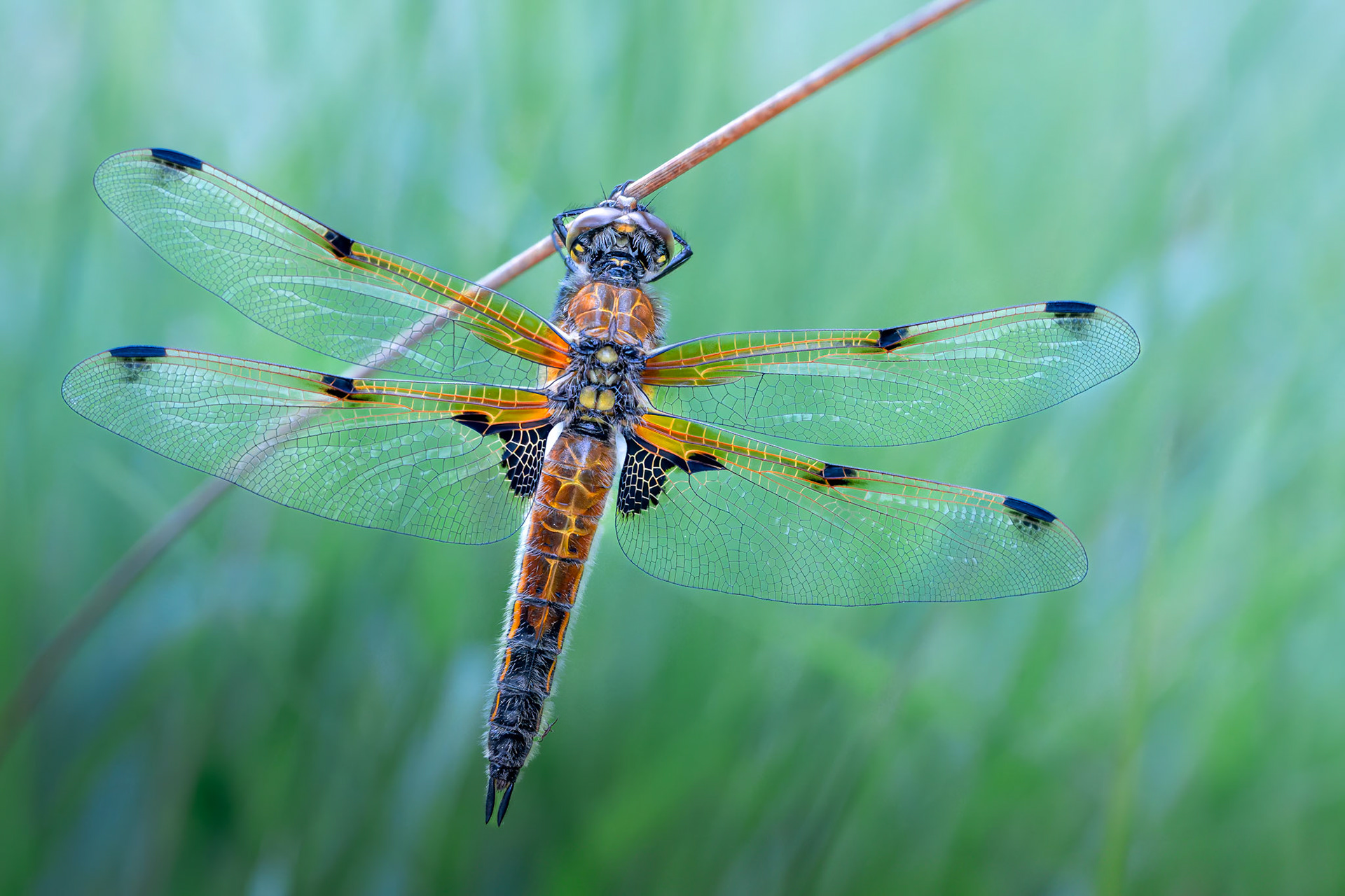 Libellule à quatre tâches- libellula quadrimaculata - Four-spotted Chaser