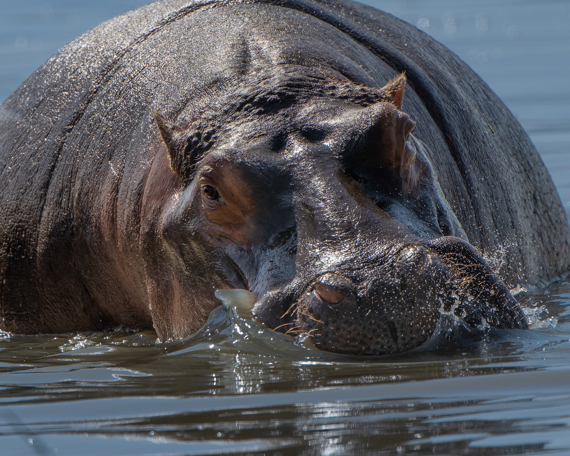 Hippopotame - Hippopotamus amphibius - river hippopotamus