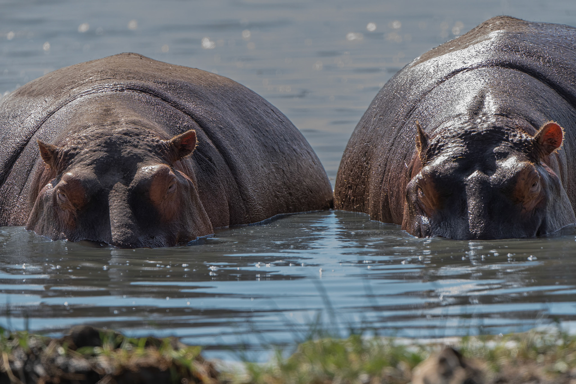 Hippopotame - Hippopotamus amphibius - river hippopotamus