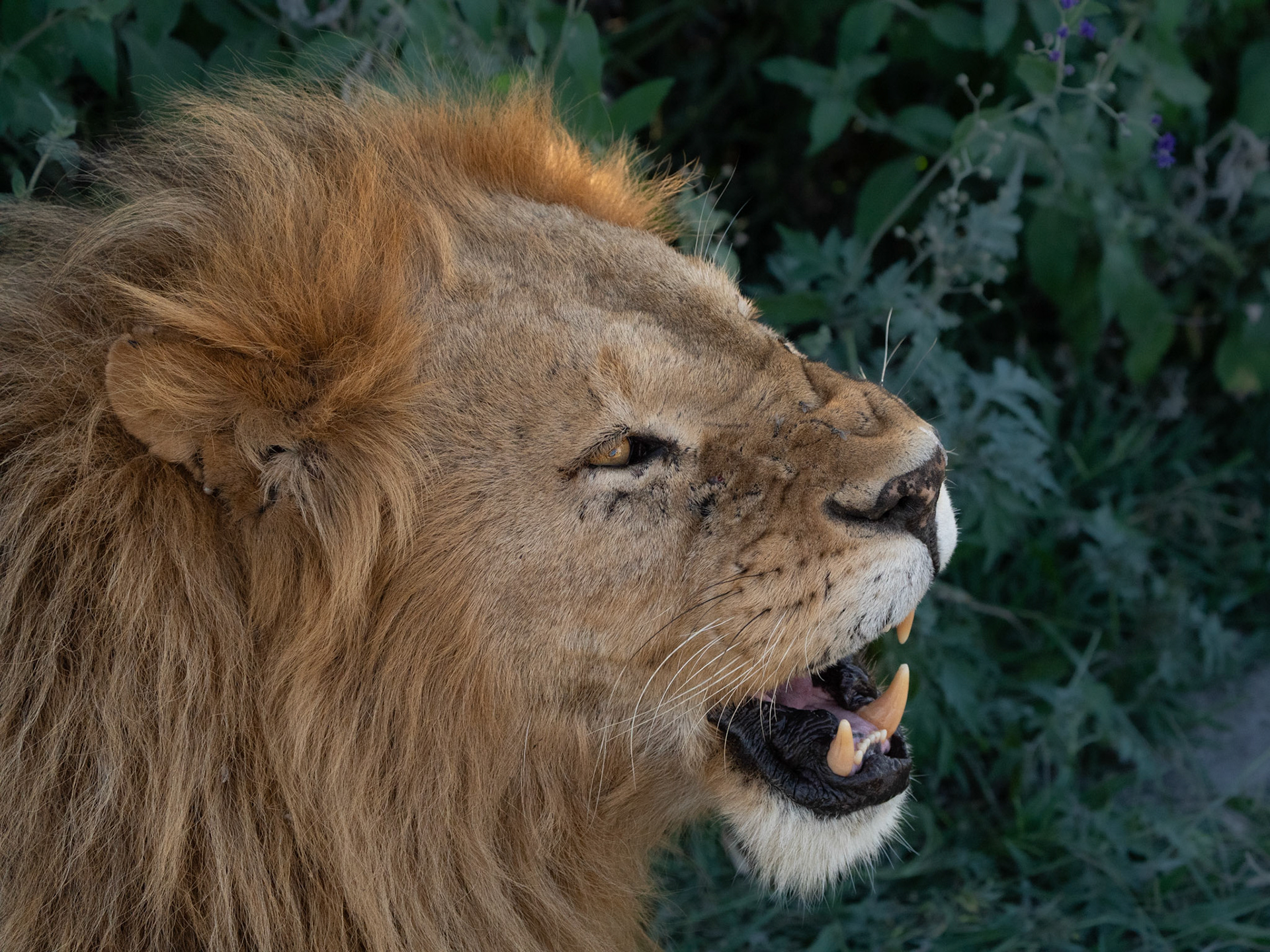 Lion - Panthera leo - Lion