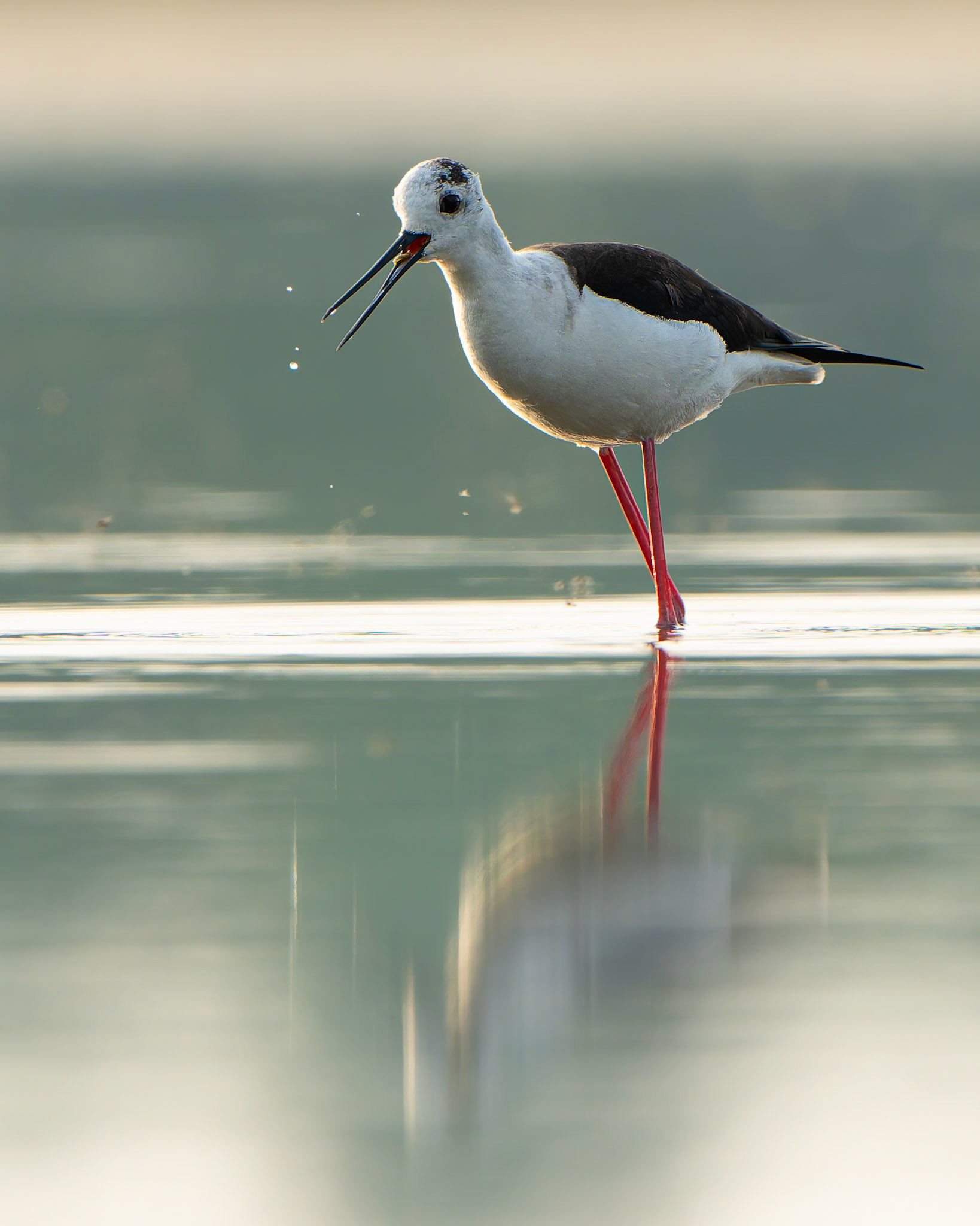 Echasse blanche - Himantopus himantopus - Black-winged Stilt