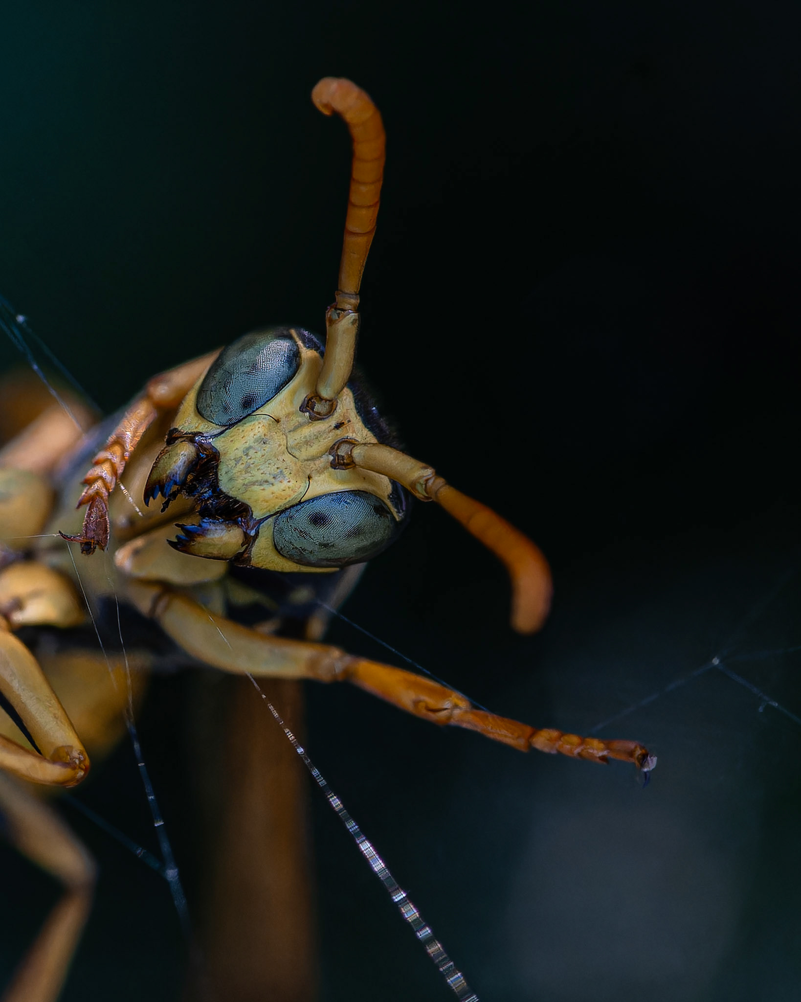 Guêpe poliste - Polistes dominula - European paper wasp