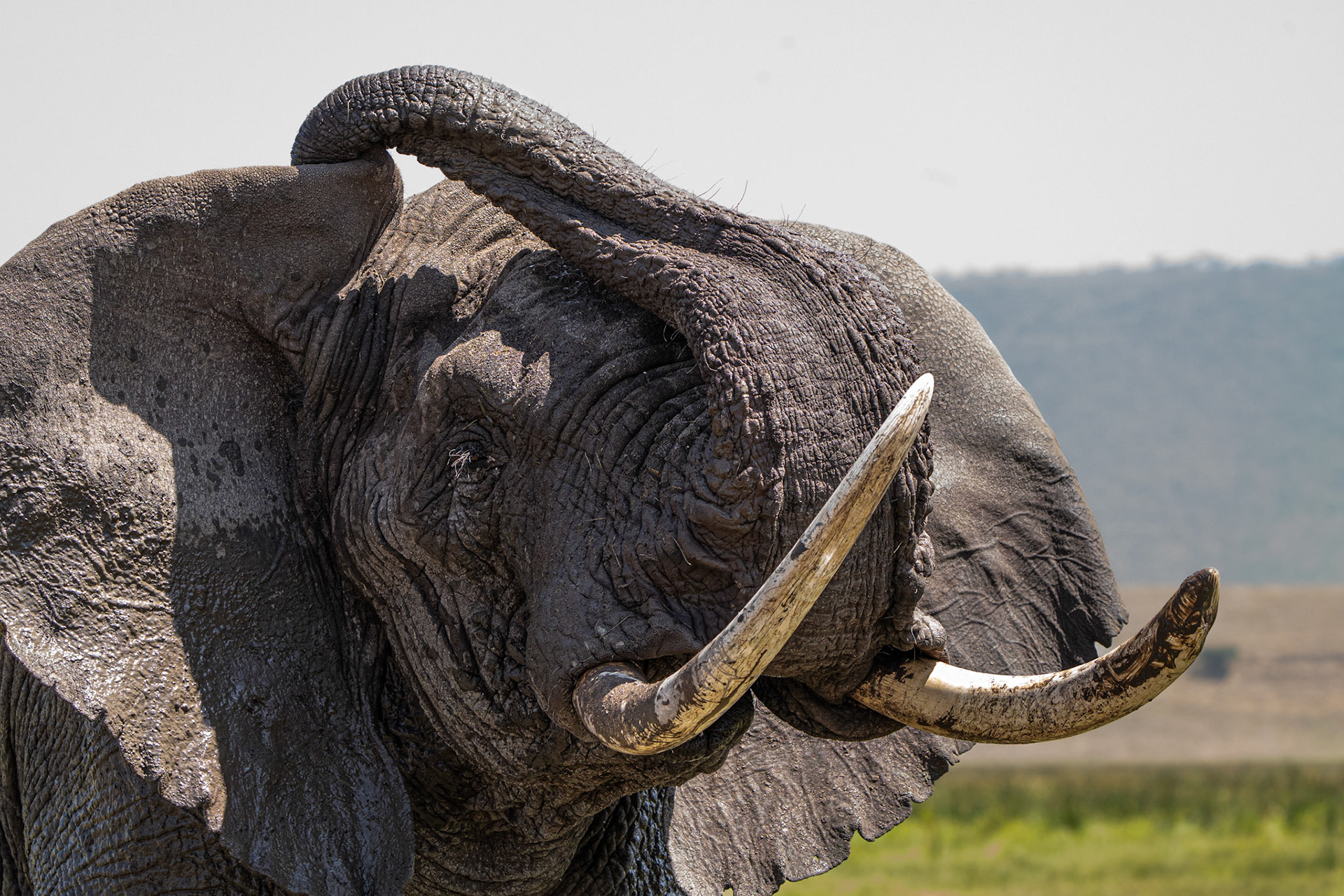 Elephant d'Afrique - Loxodonta africana - Aican elphant