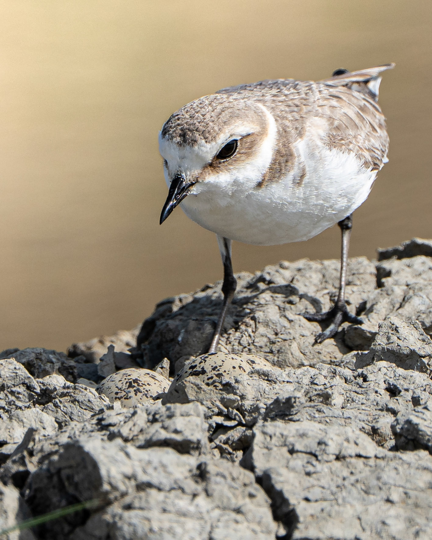 Fauvette grisette - Curruca communis - Common Whitethroat