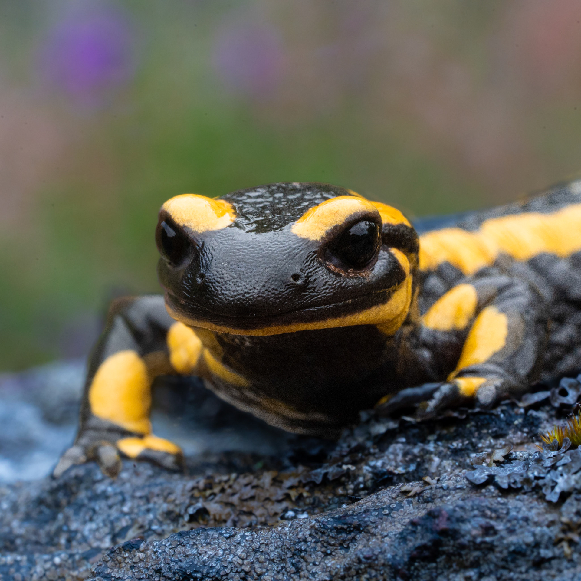 Salamandre tachetée - Salamandra salamandra - Fire salamander