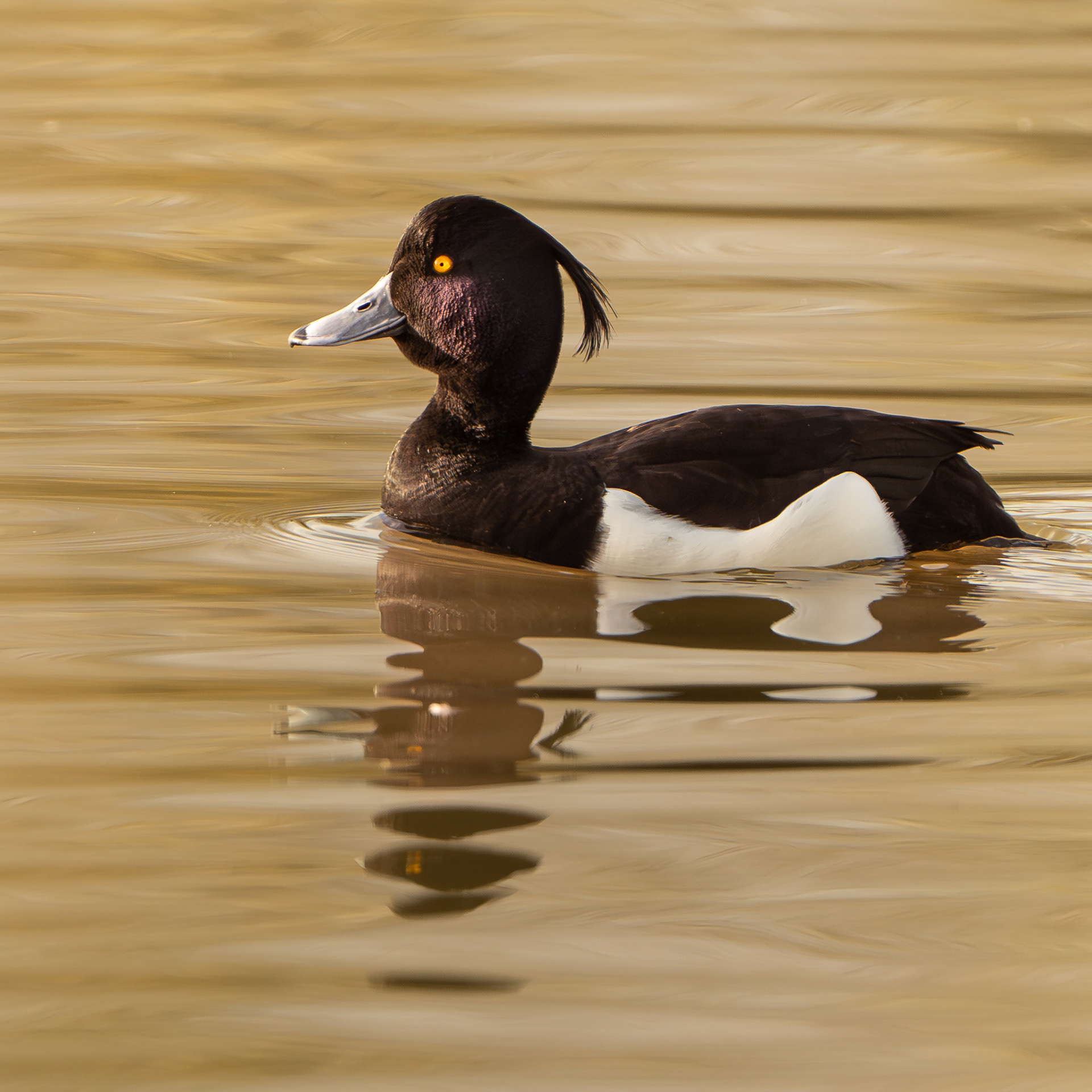 Fuligule morillon - Aythya fuligula - Tufted Duck
