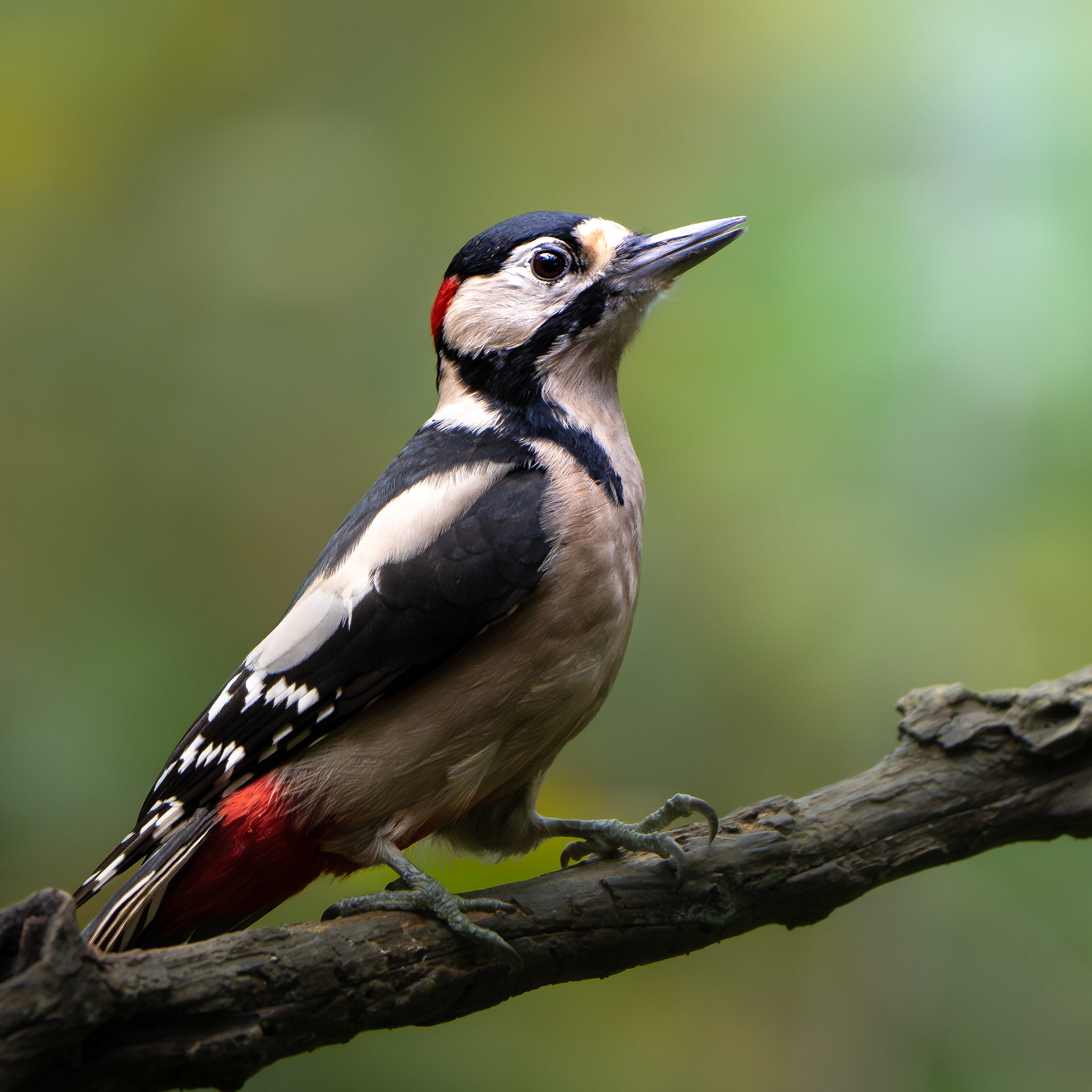 Pic épeiche - Dendrocopos major - Great Spotted Woodpecker