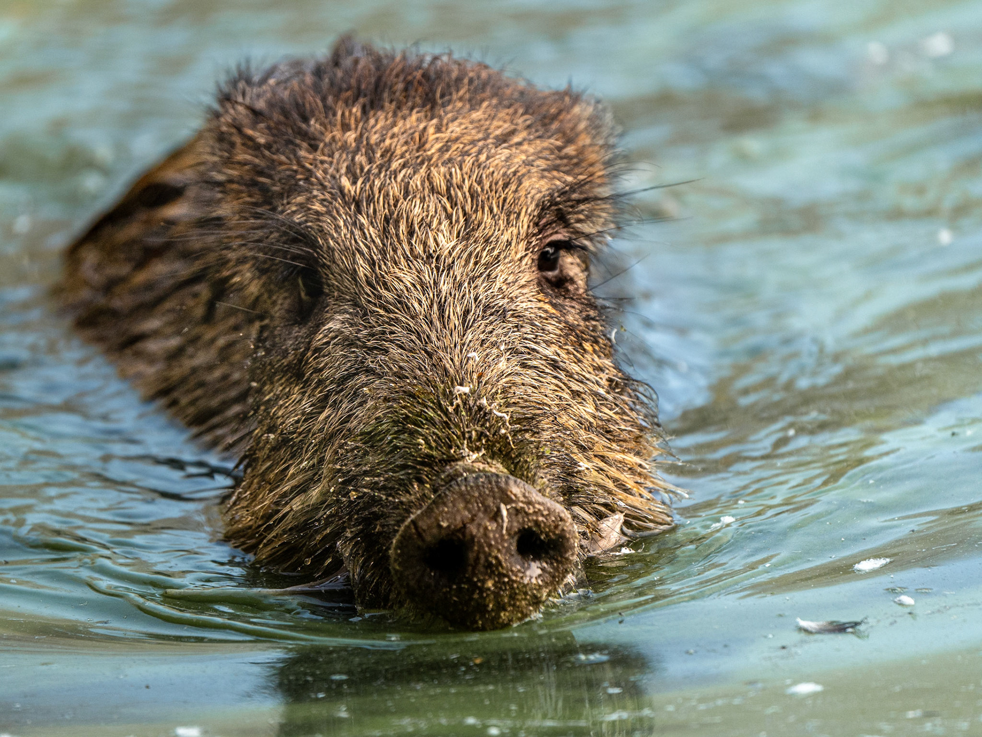 Sanglier d'Europe - Sus scrofa - Wild boar