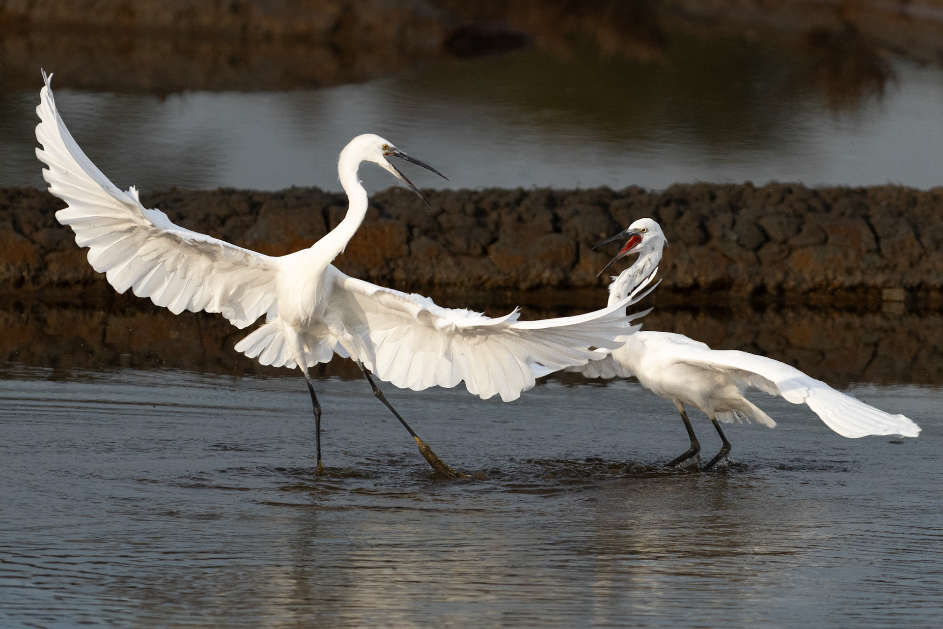 Aigrette garzette - Egretta garzetta - Little egret