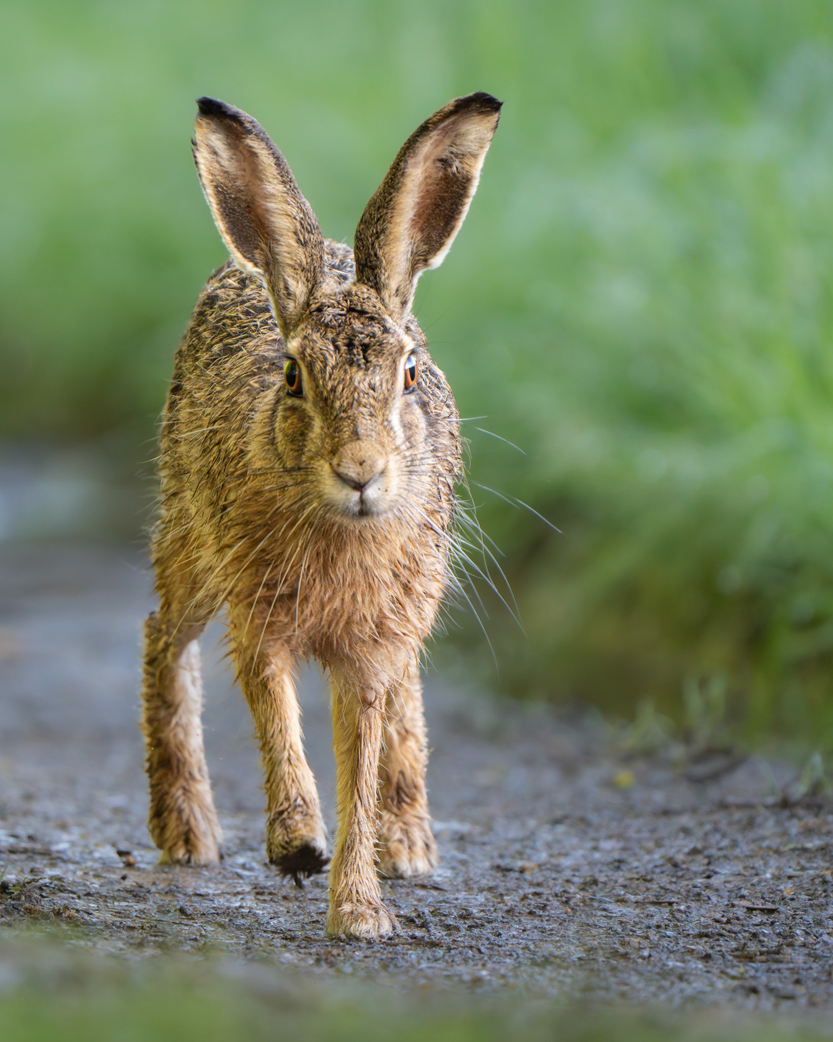 Lièvre d'Europe - Lepus europaeus - European hare
