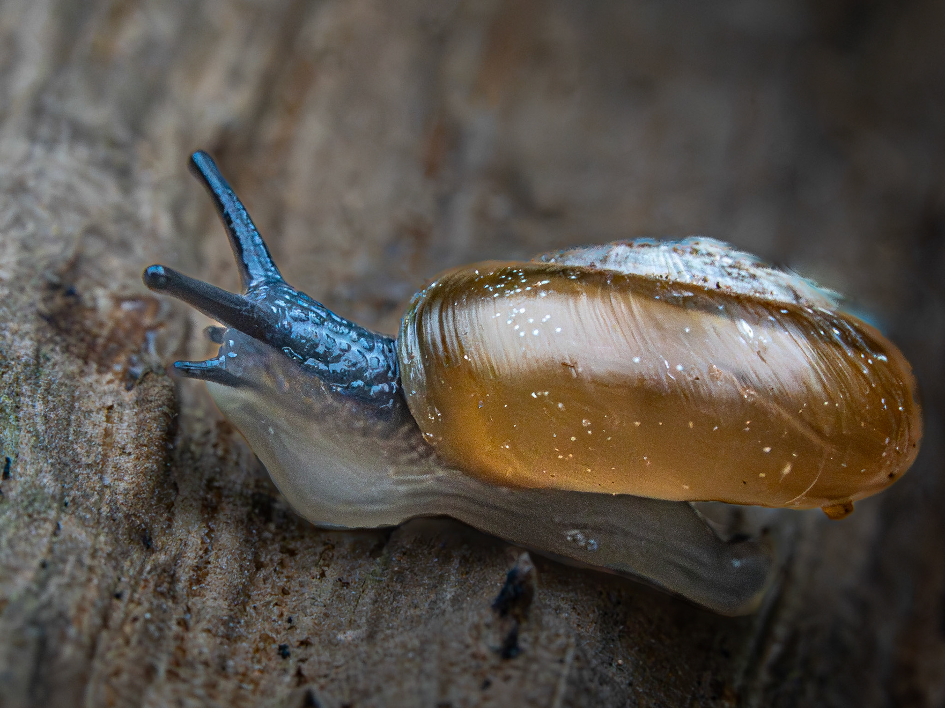 Grande luisantine - Aegopinella nitidulla - Smooth glassnail