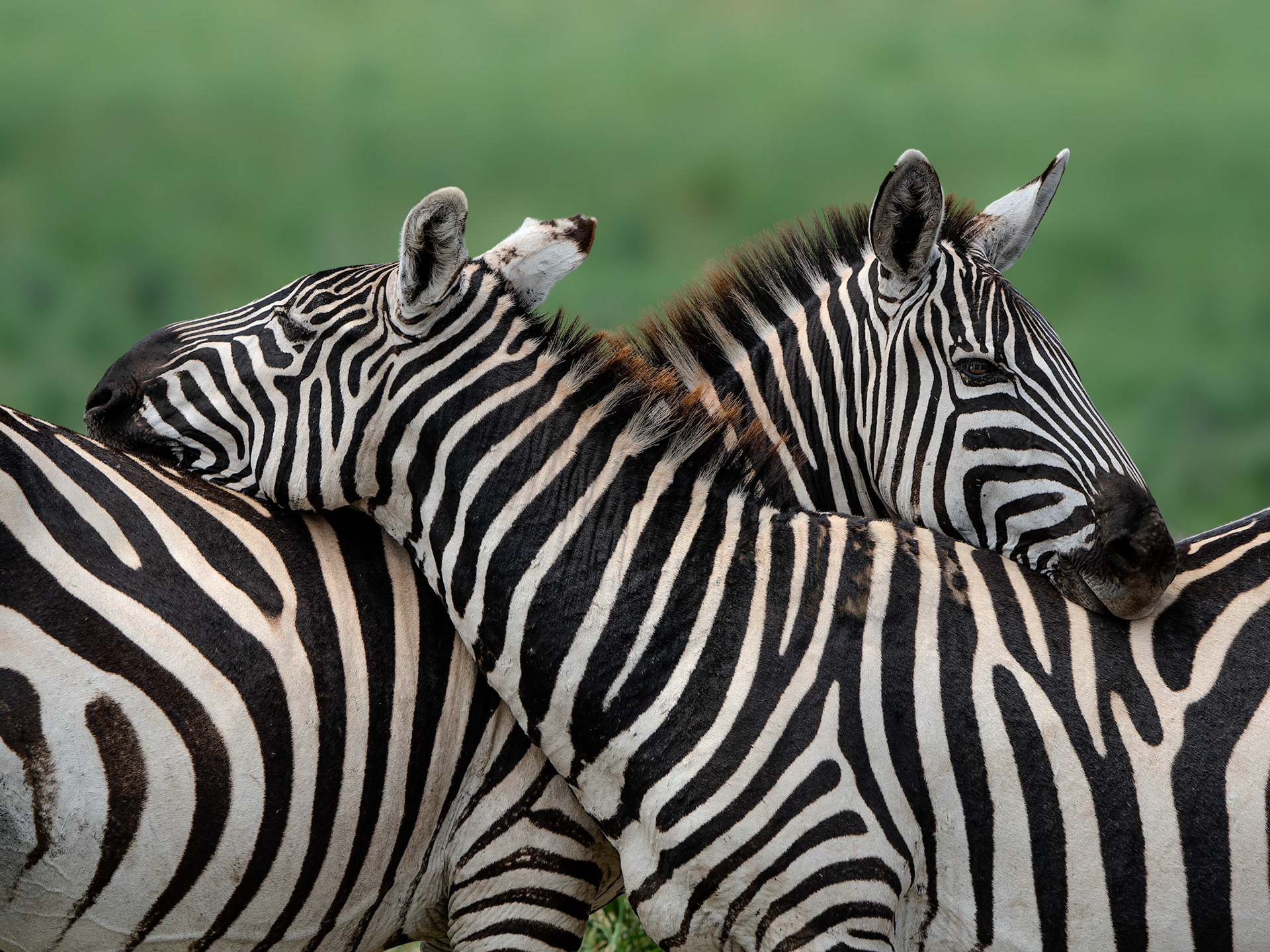 Zèbre -Equus zebra -  Zebra