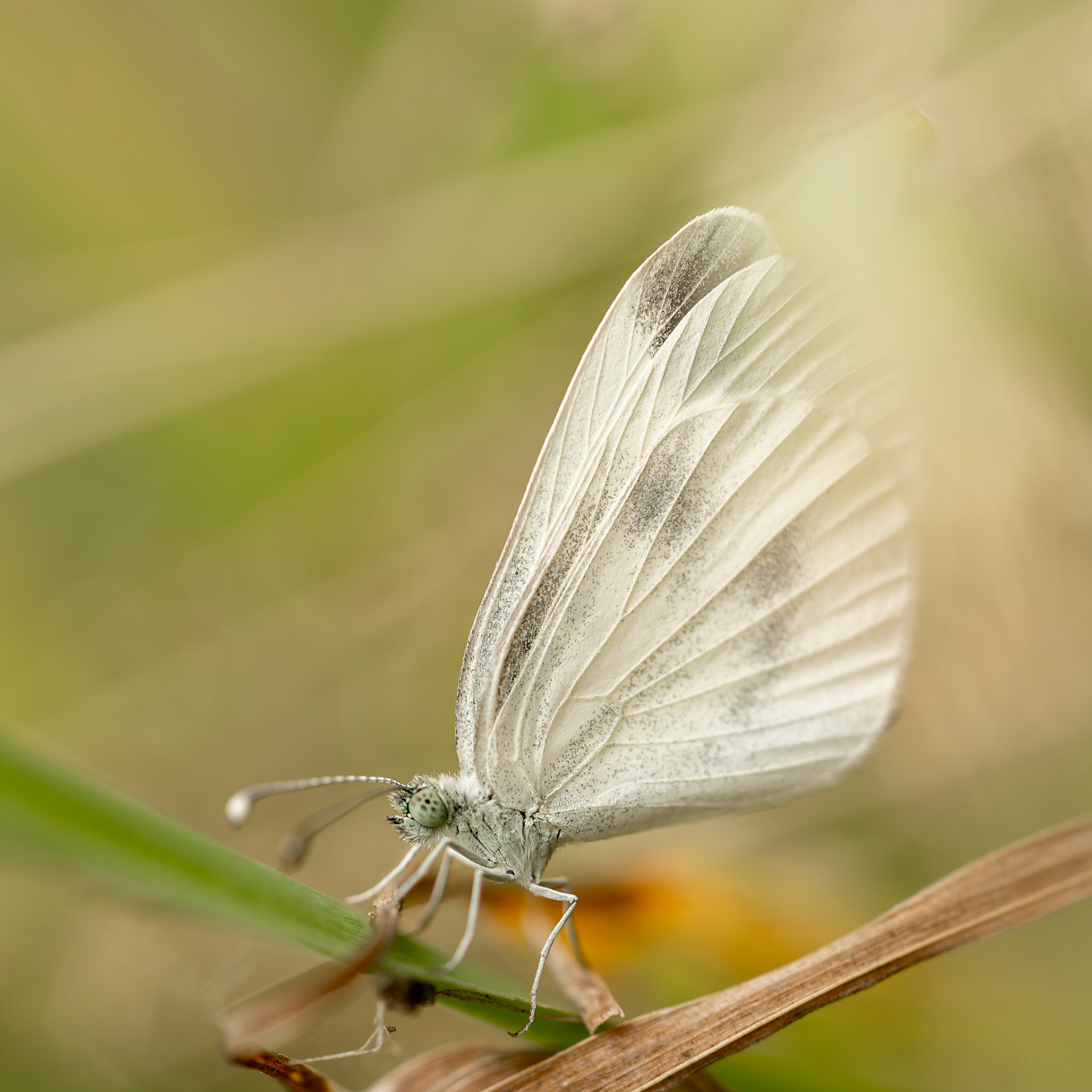 Piéride du Lotier - Leptidea sinapis - Wood white butterfly
