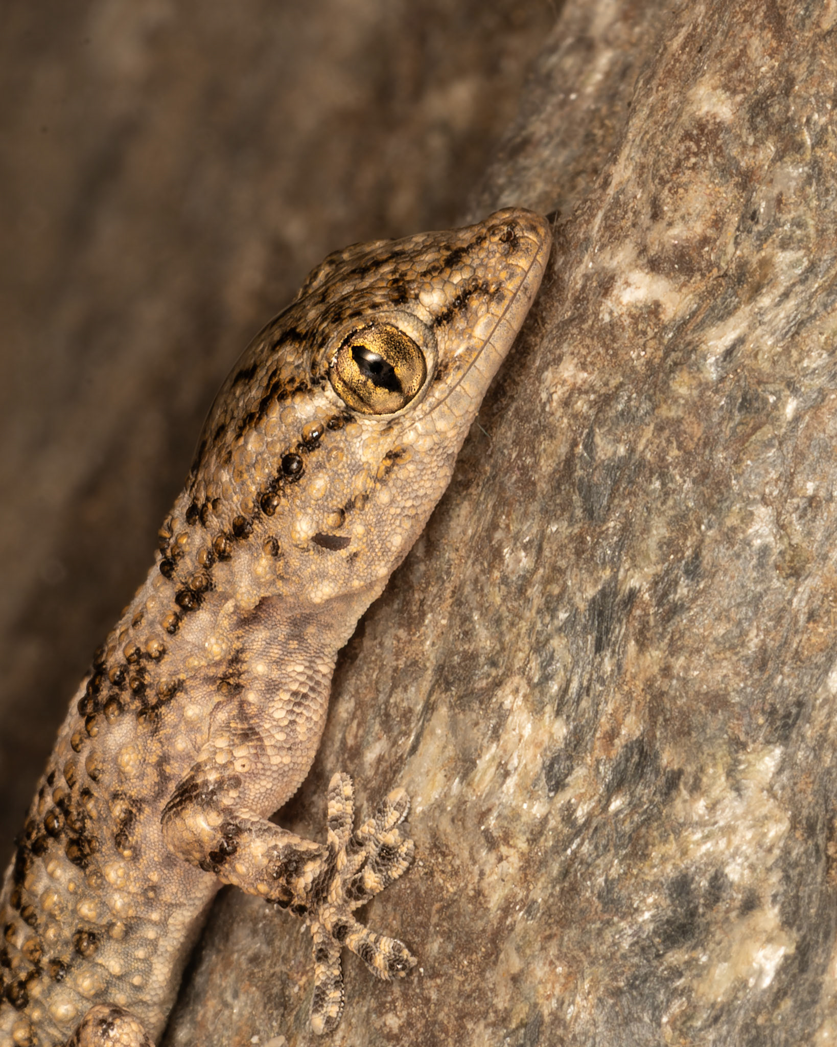 Tarente de Maurétanie - Tarentola Mauritanica - Wall gecko