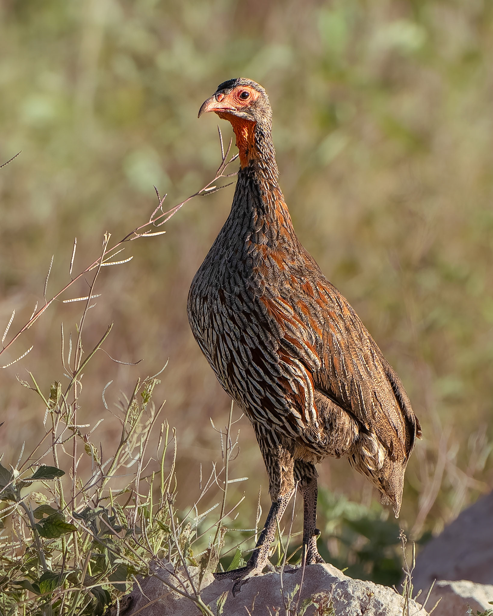 Francolin à poitrine grise - Pternistis rufopictus - Grey-breasted Spurfowl