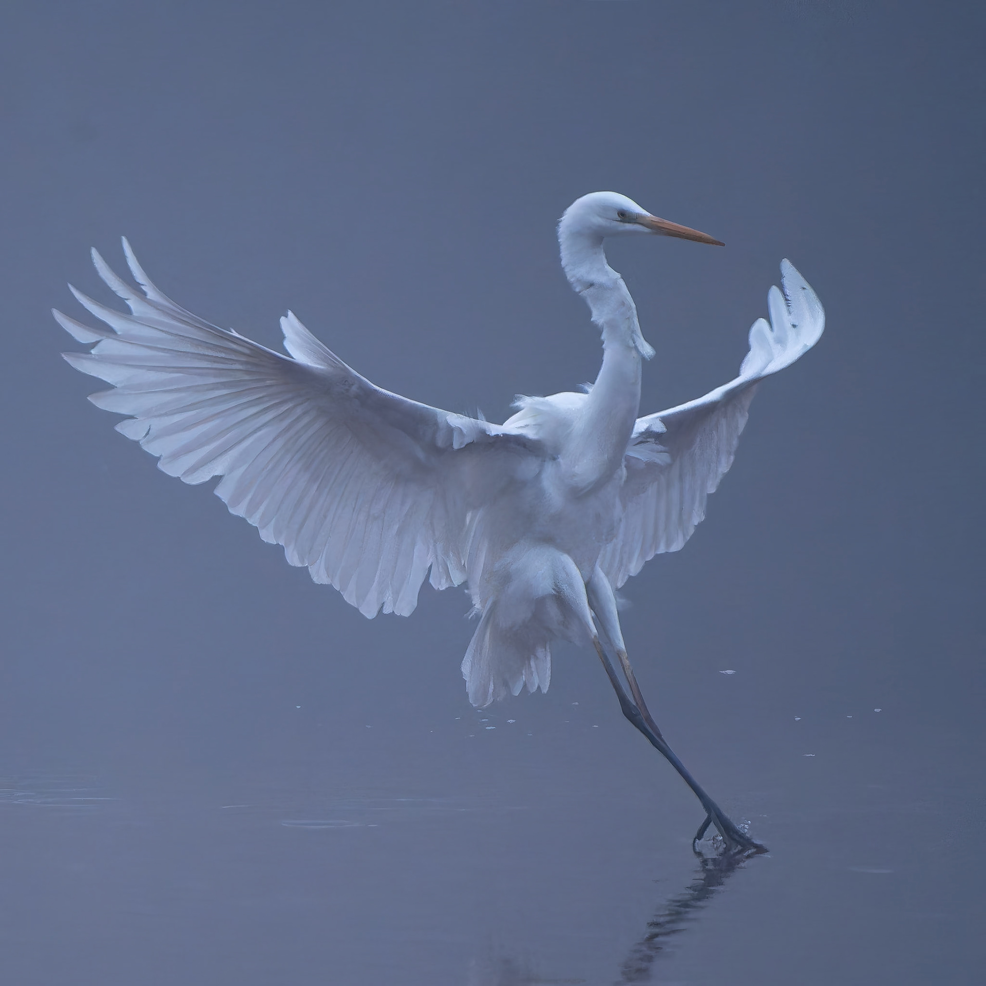 Grande aigrette - Ardea alba - Great egret