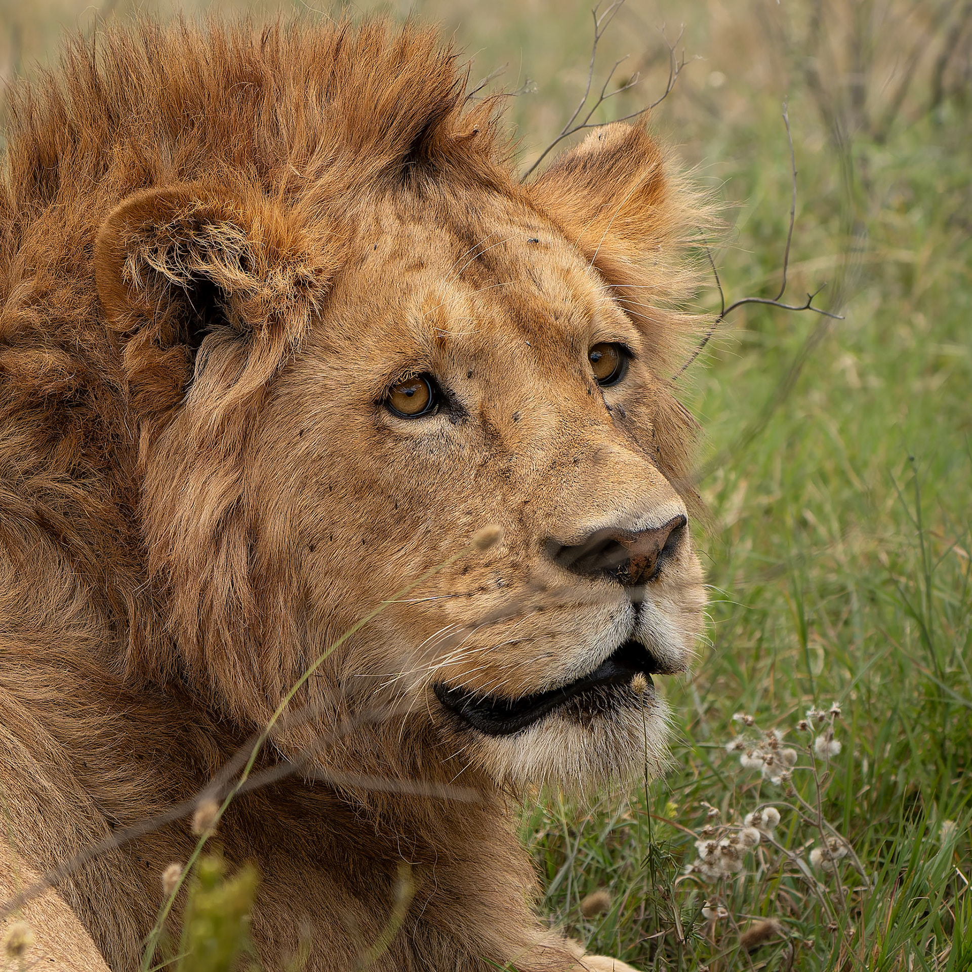 Lion - Panthera leo - Lion