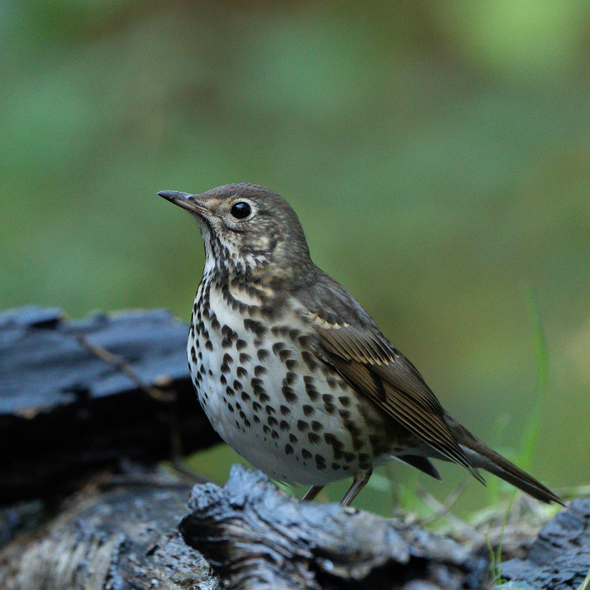 Grive draine - Turdus viscivorus - Mistle thrush