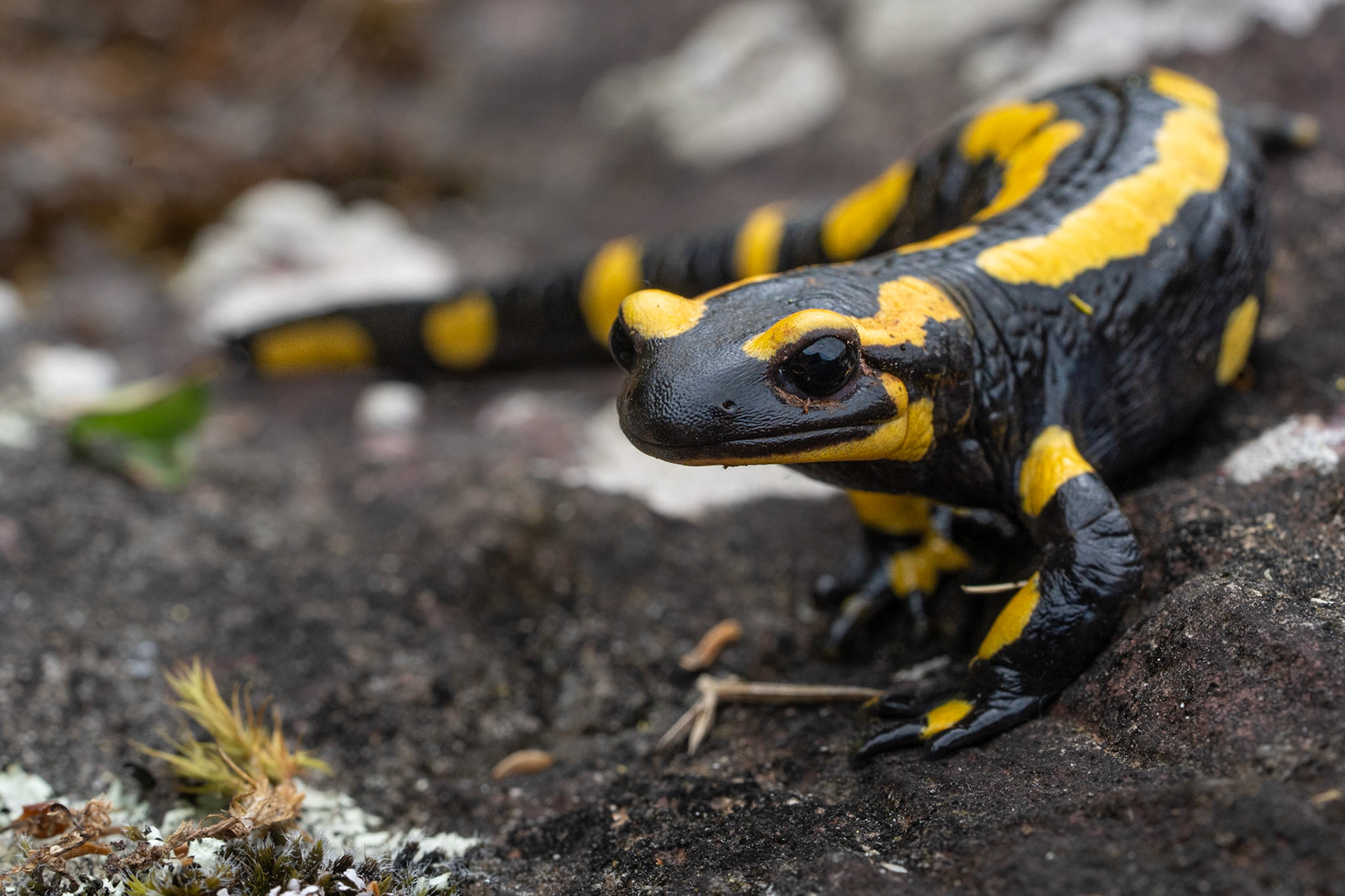 Salamandre tachetée - Salamandra salamandra - Fire salamander